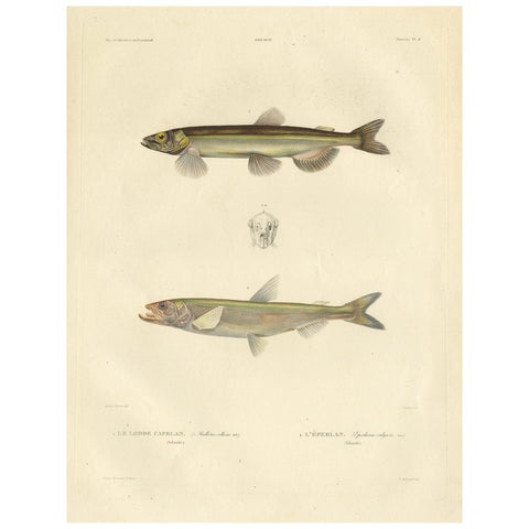 Capelin & Smelt, Antique Ichthyology Print, Greenland, Gaimard Voyage 1842
