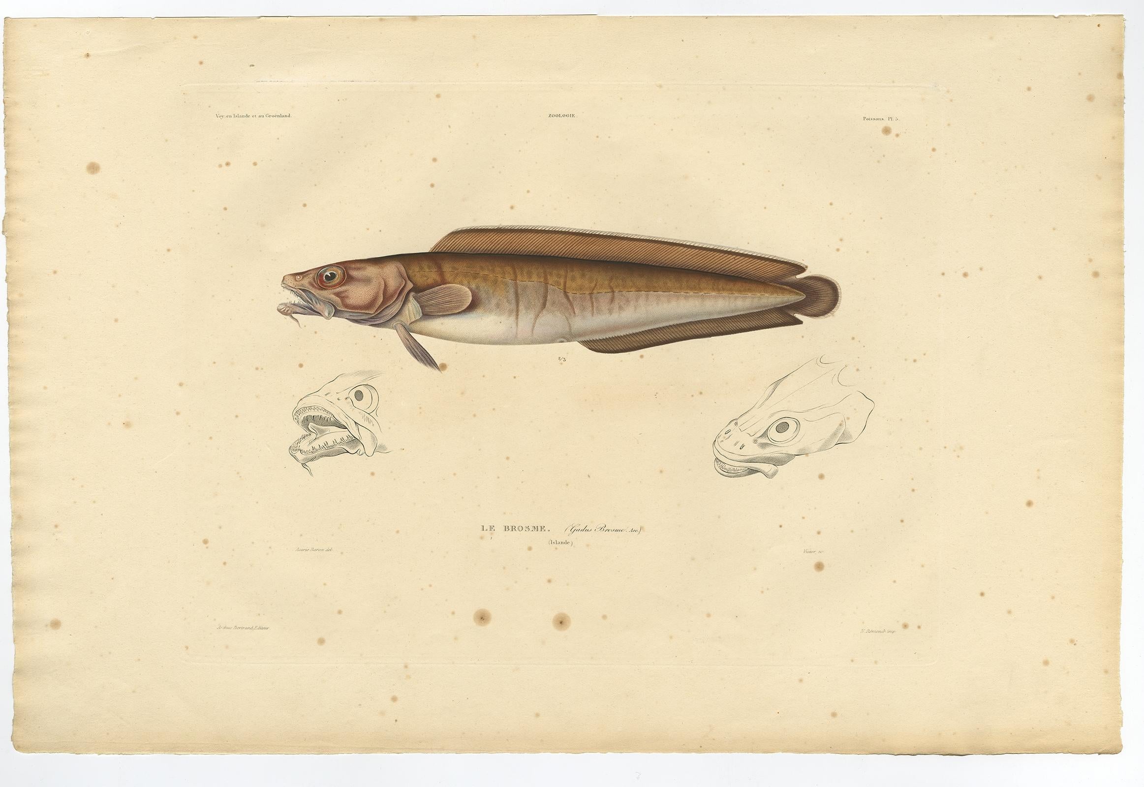 Stampa antica del pesce Cusk (Le Brosme) - Gaimard, 1842

Questa straordinaria litografia colorata a mano raffigura il cusco, o Brosme (Brosme brosme, Lin.), un pesce d'alto mare appartenente alla famiglia dei merluzzi, comune nelle acque fredde