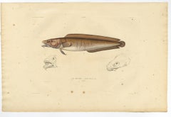 Antique Ichthyology Print – Cusk Fish (Le Brosme) from Gaimard Voyage, 1842