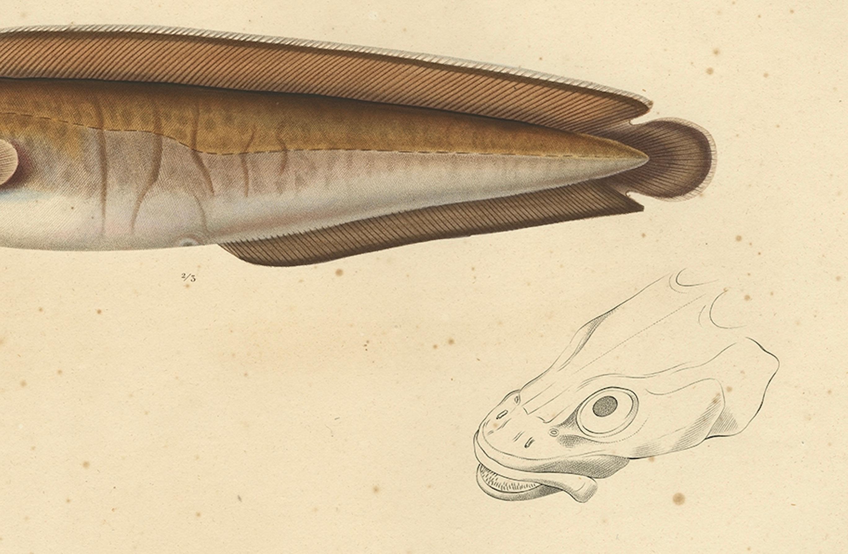 Francese Stampa antica di ittiologia - Pesce cusco (Le Brosme) da Gaimard Voyage, 1842 in vendita