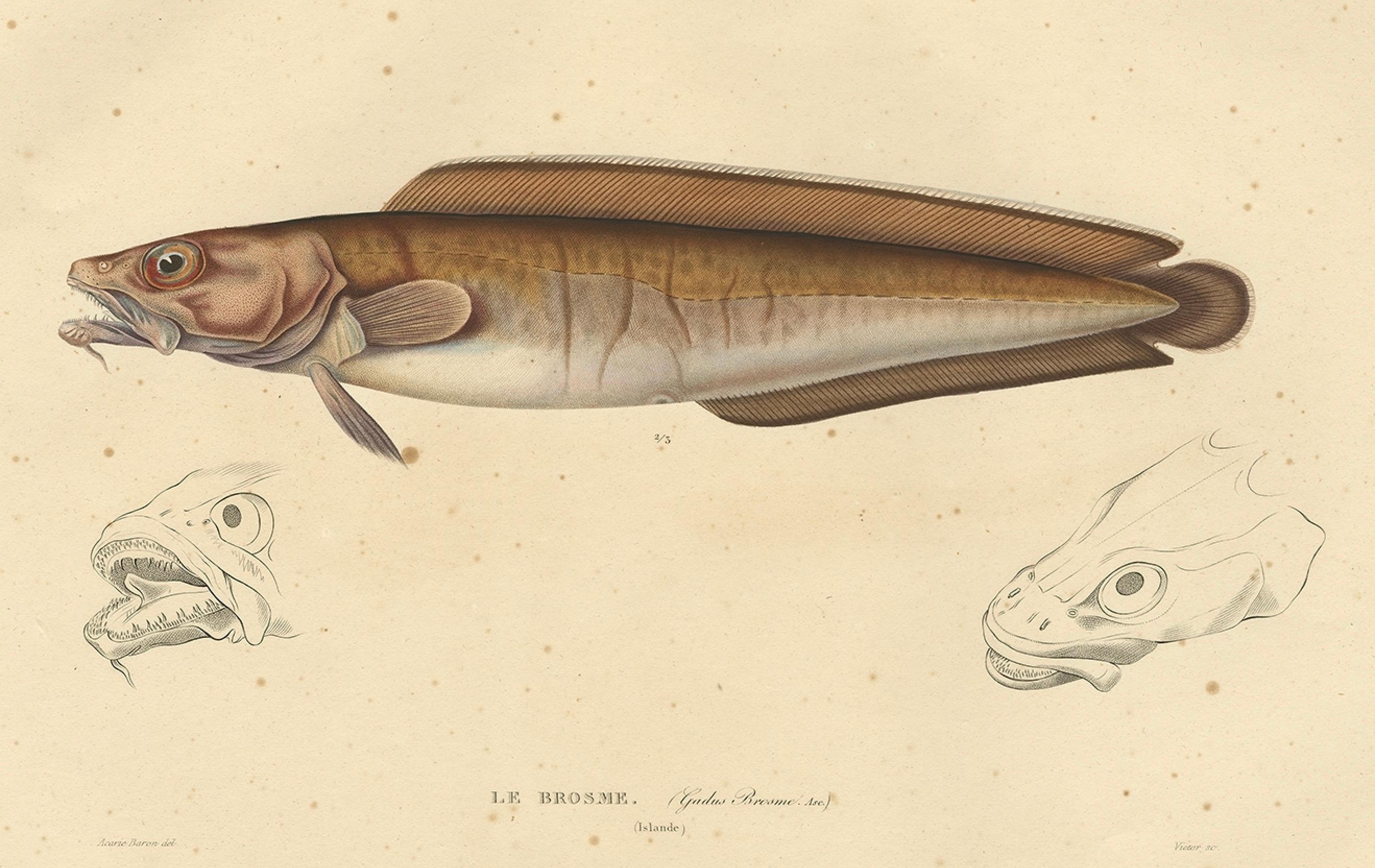 XIX secolo Stampa antica di ittiologia - Pesce cusco (Le Brosme) da Gaimard Voyage, 1842 in vendita