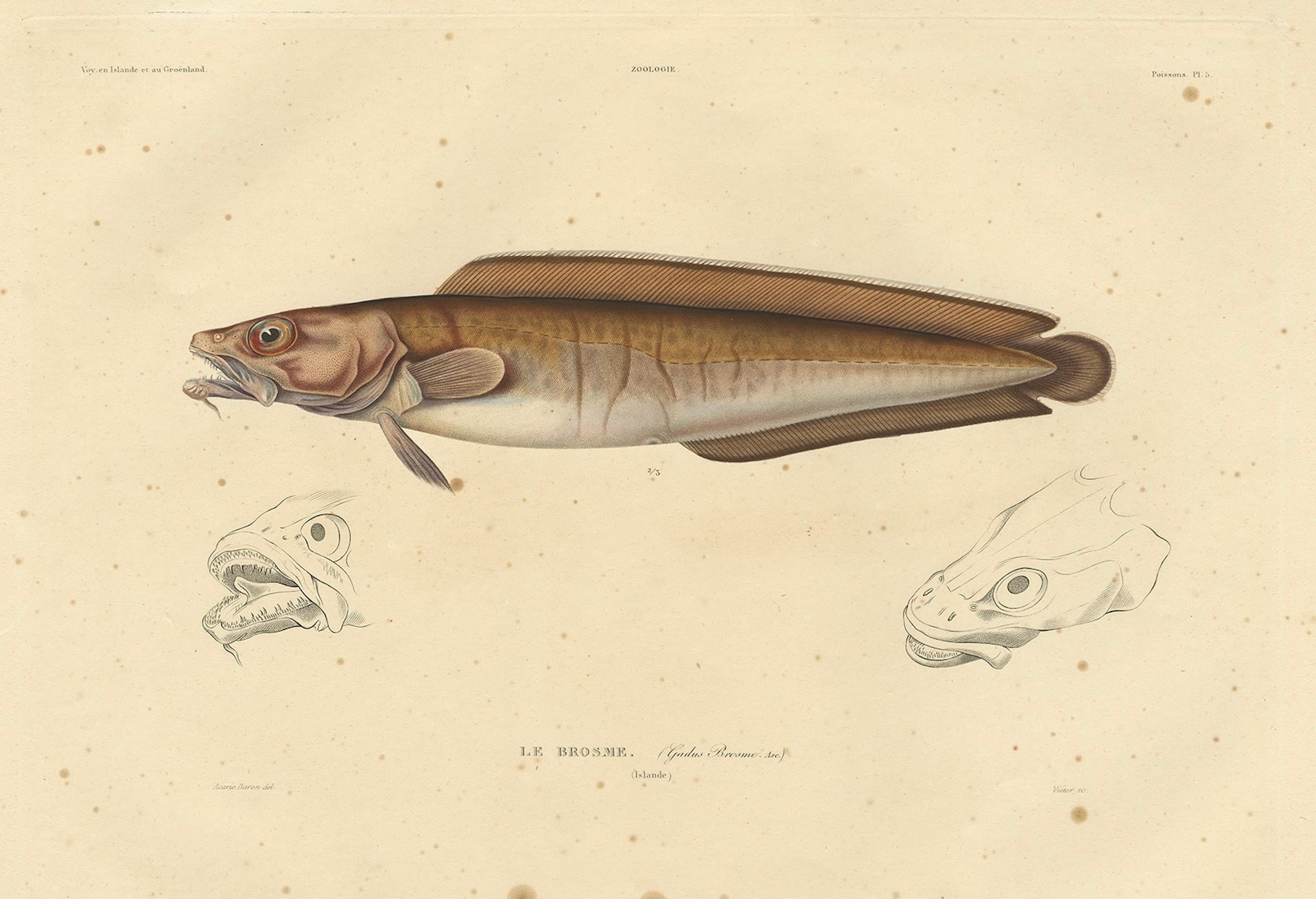 Carta Stampa antica di ittiologia - Pesce cusco (Le Brosme) da Gaimard Voyage, 1842 in vendita