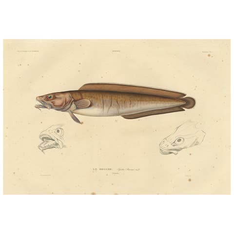 Antique Ichthyology Print – Cusk Fish (Le Brosme) from Gaimard Voyage, 1842