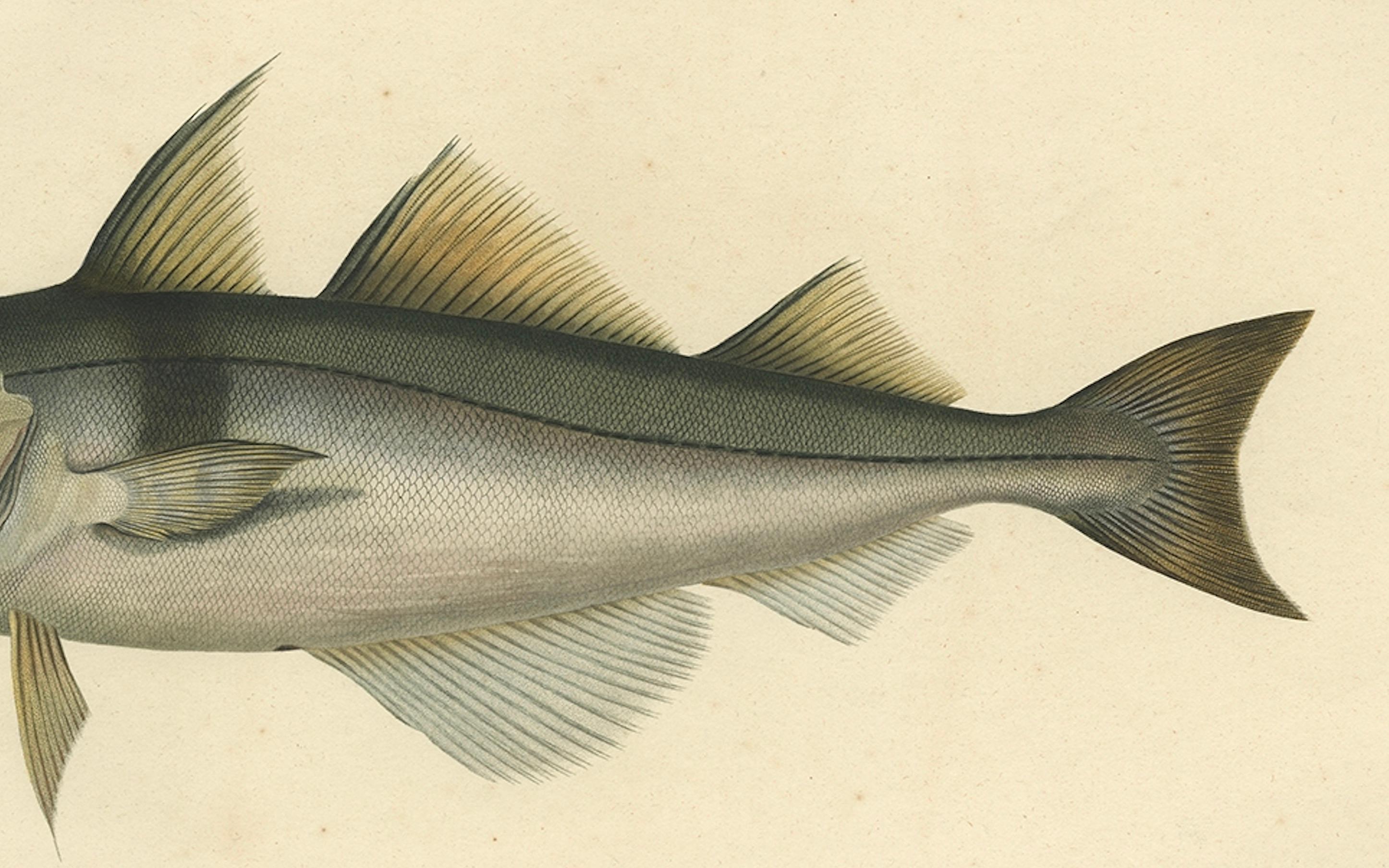 Stampa antica dell'Eglefino (L'Égrefin) - Gaimard, 1842

Questa litografia finemente colorata a mano illustra l'eglefino (Melanogrammus aeglefinus, Lin.), un membro della famiglia dei merluzzi e un importante pesce dell'Atlantico settentrionale.