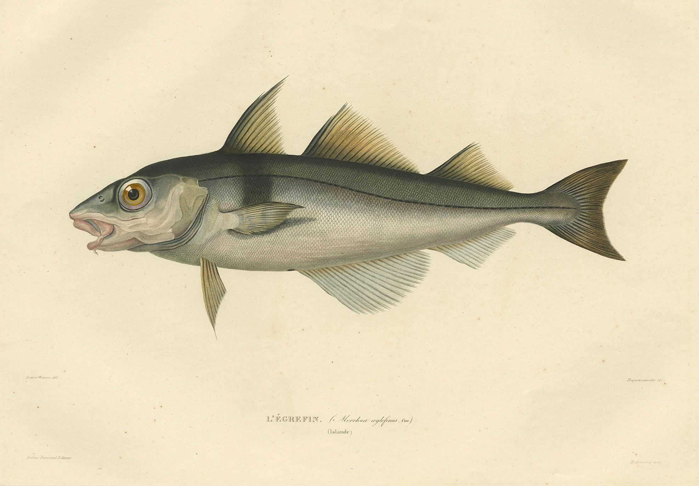 XIX secolo Stampa antica di ittiologia - Eglefino (L'Égrefin) da Gaimard Voyage, 1842 in vendita