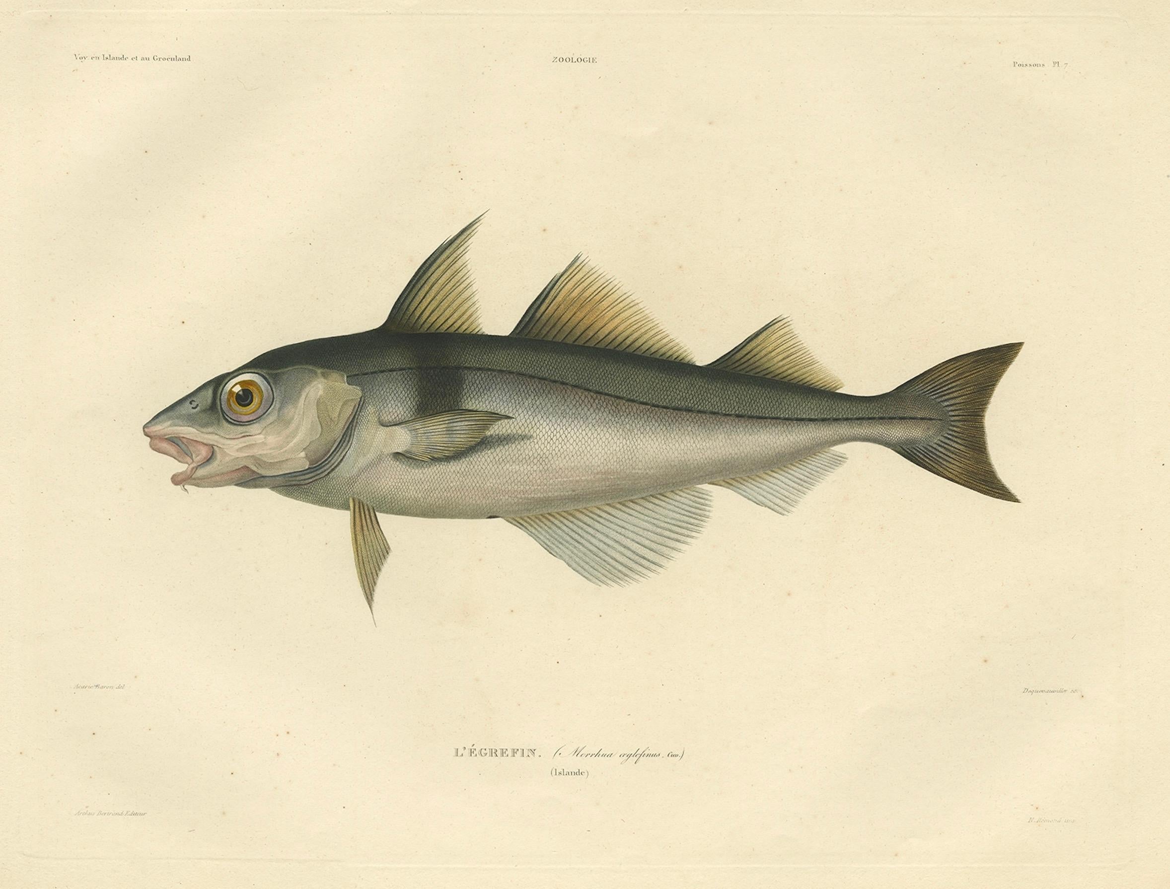 Carta Stampa antica di ittiologia - Eglefino (L'Égrefin) da Gaimard Voyage, 1842 in vendita