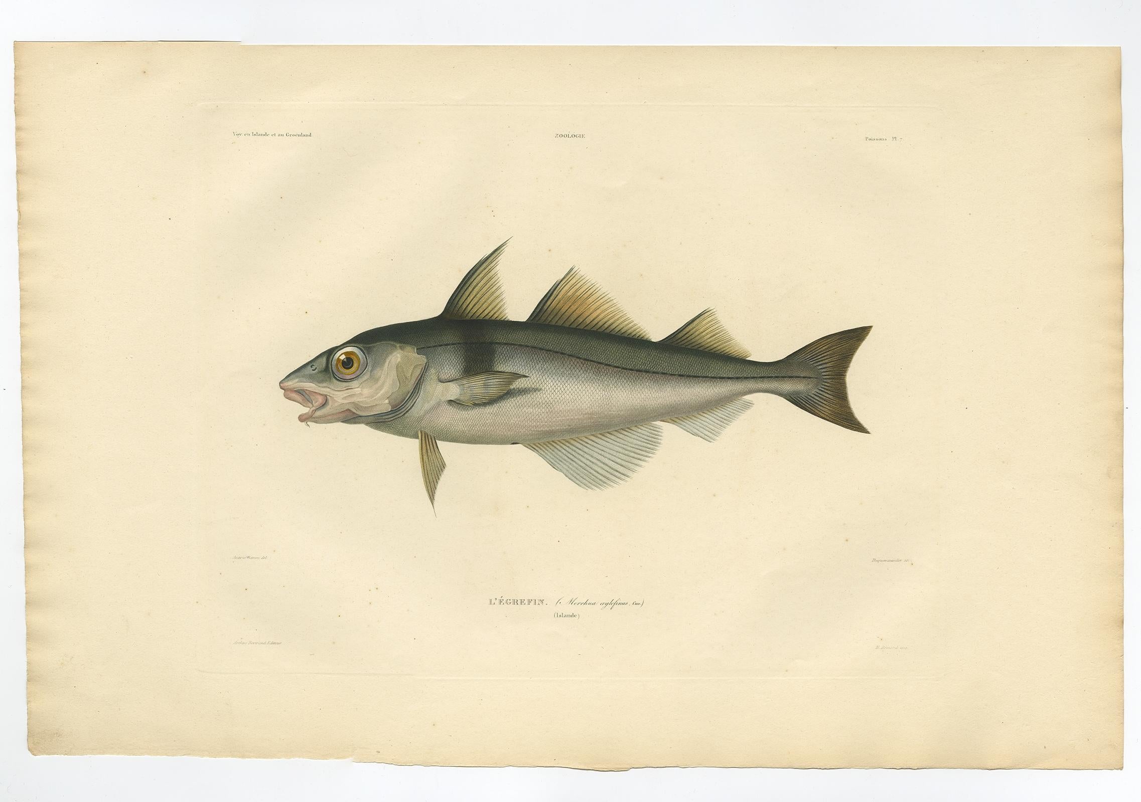 Stampa antica di ittiologia - Eglefino (L'Égrefin) da Gaimard Voyage, 1842 in vendita 1