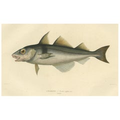 Stampa antica di ittiologia - Eglefino (L'Égrefin) da Gaimard Voyage, 1842