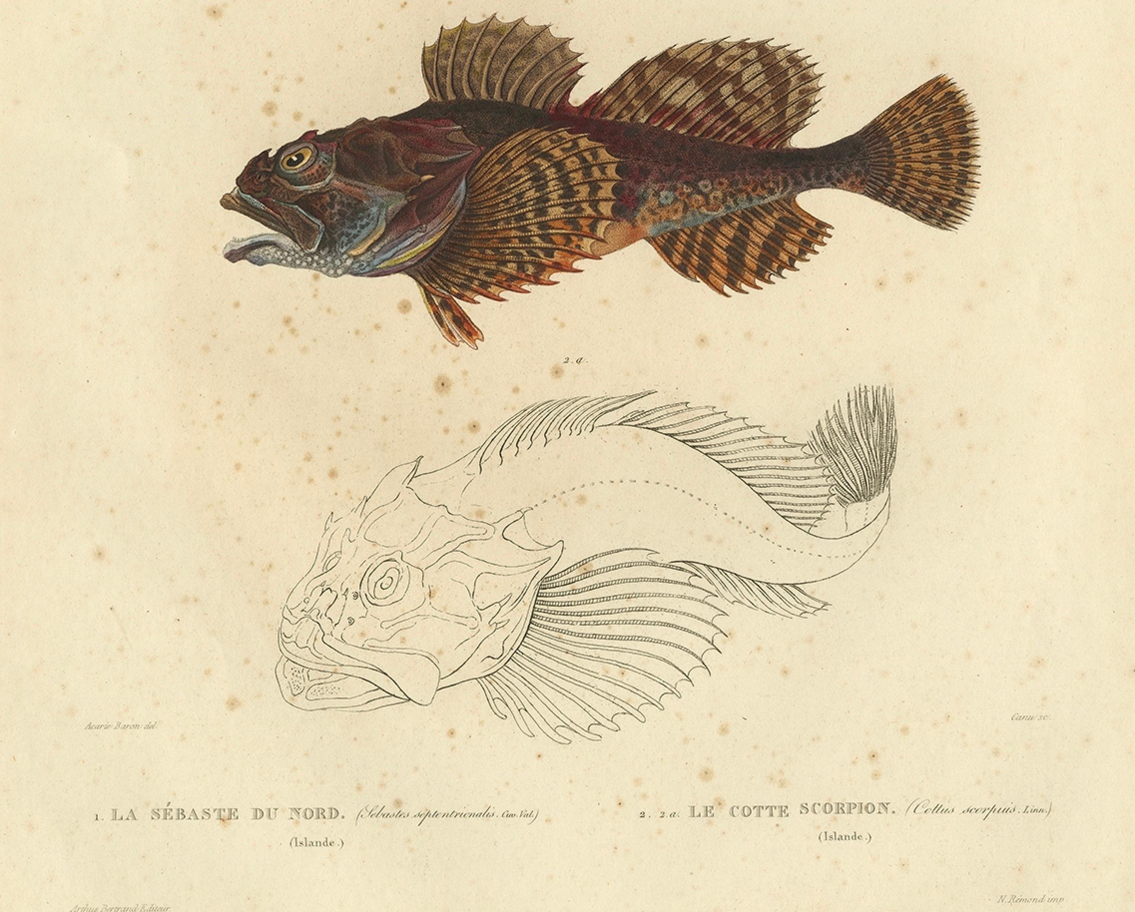 dobie fish