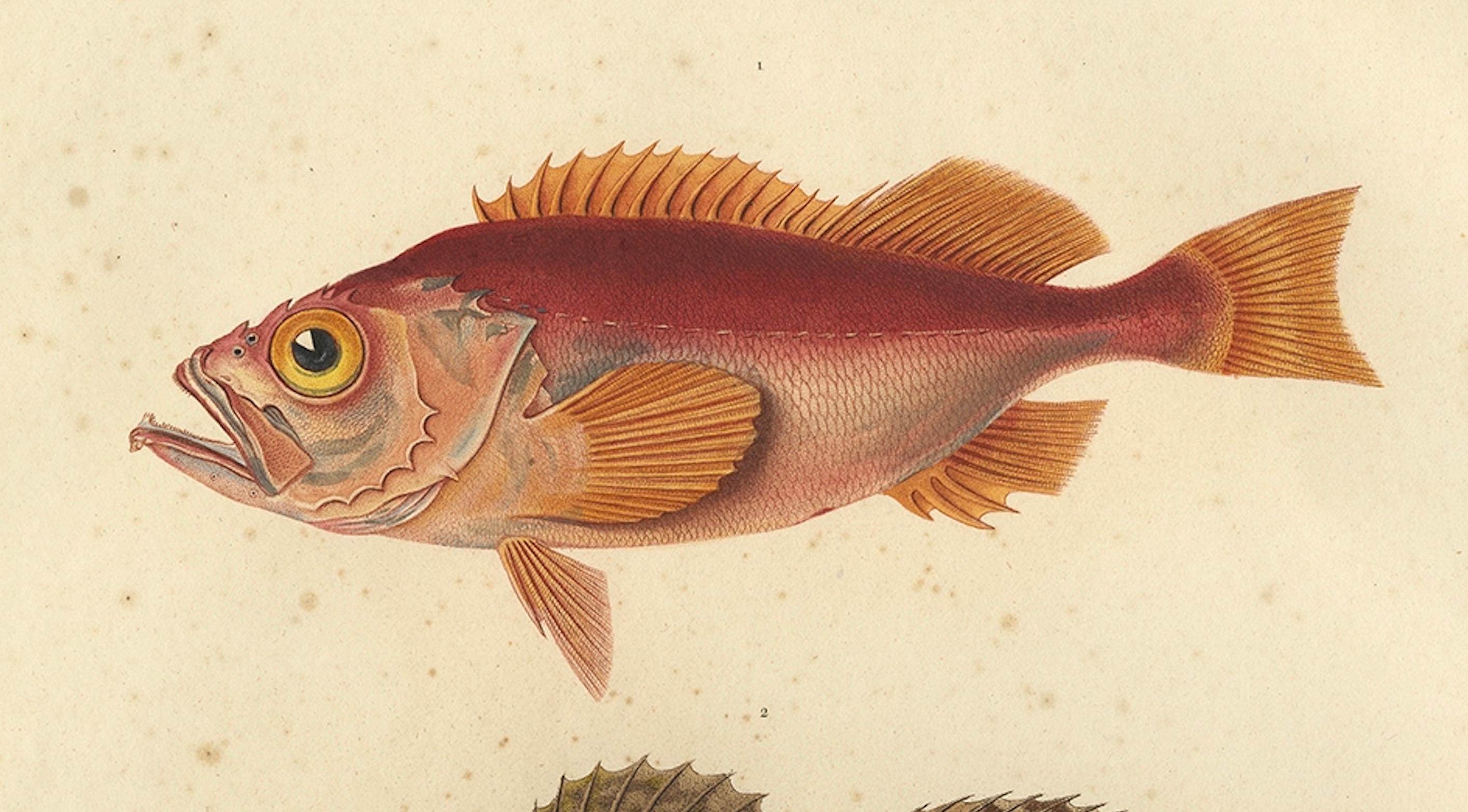 Antique Ichthyology Print – Norway Redfish & Sculpin from Gaimard, 1842 In Good Condition For Sale In Langweer, NL