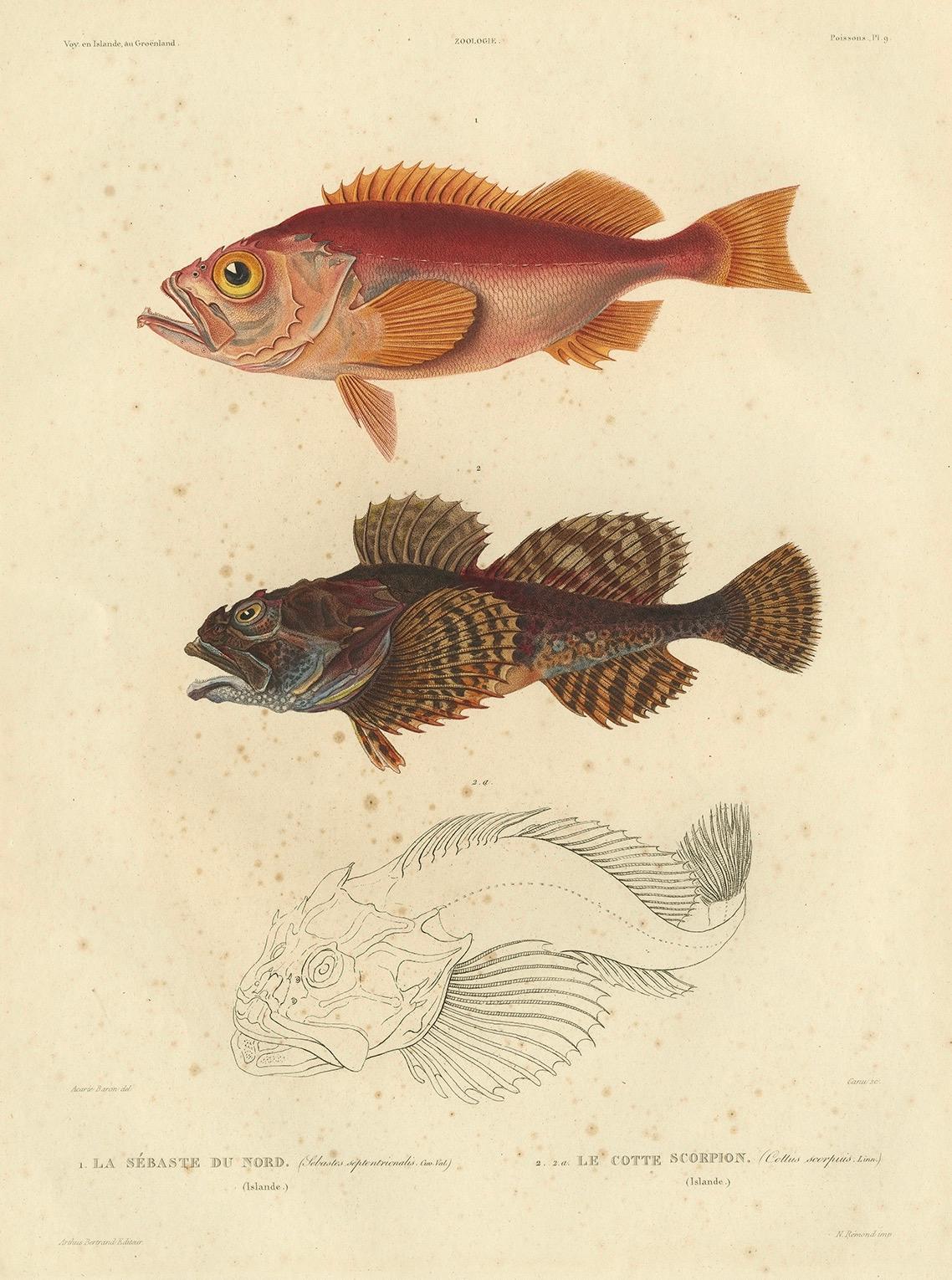 Mid-19th Century Antique Ichthyology Print – Norway Redfish & Sculpin from Gaimard, 1842 For Sale