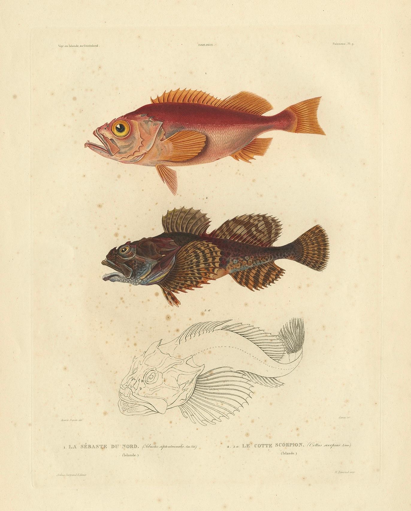 Paper Antique Ichthyology Print – Norway Redfish & Sculpin from Gaimard, 1842 For Sale