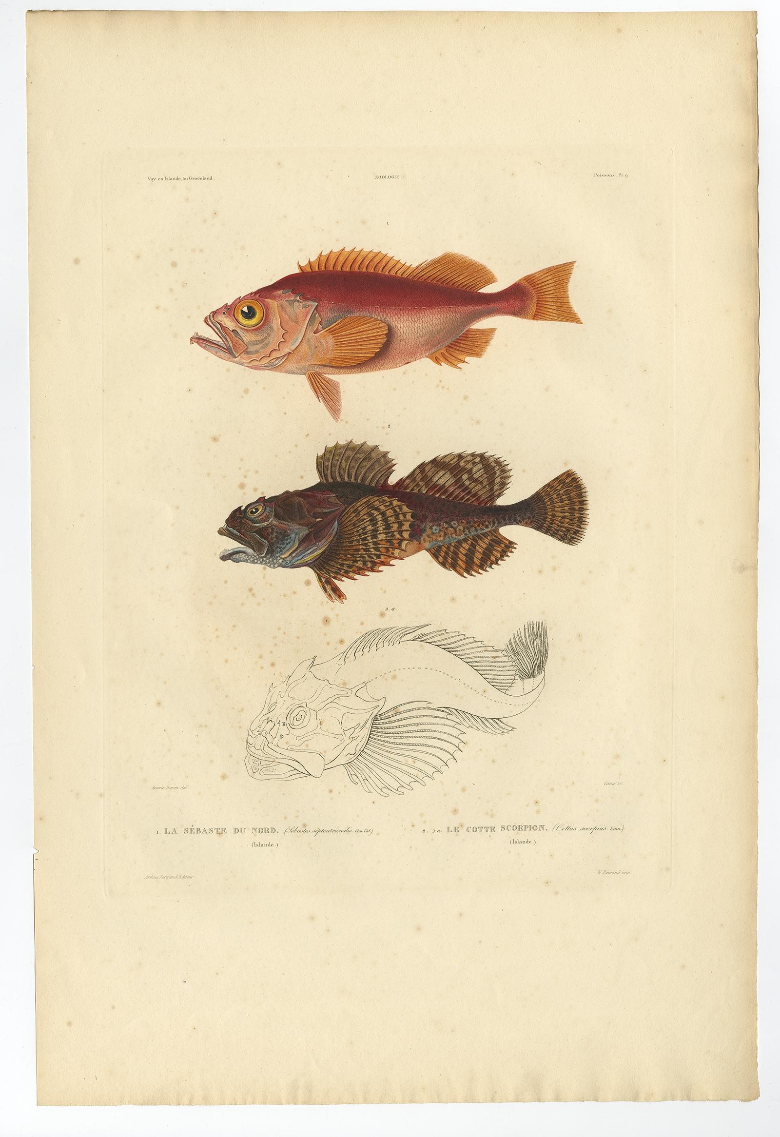 Antique Ichthyology Print – Norway Redfish & Sculpin from Gaimard, 1842 For Sale 1