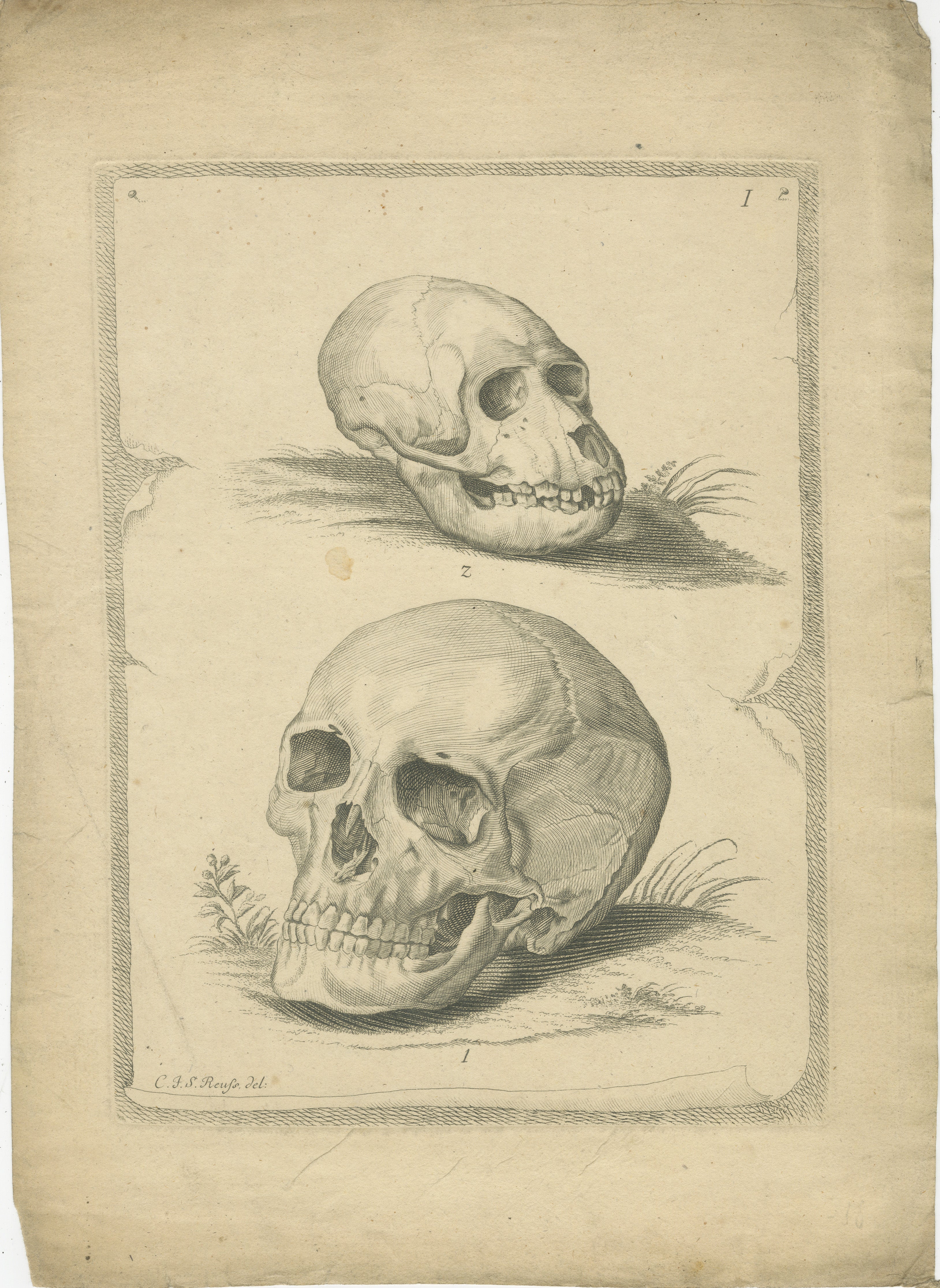Original antique engraving of a Comparative Anatomy of Primate Skulls

Description: This detailed print by Carl Johann Georg Reuss, an illustrious illustrator, features a striking illustration of two skulls: one human (Homo sapiens) and one primate,