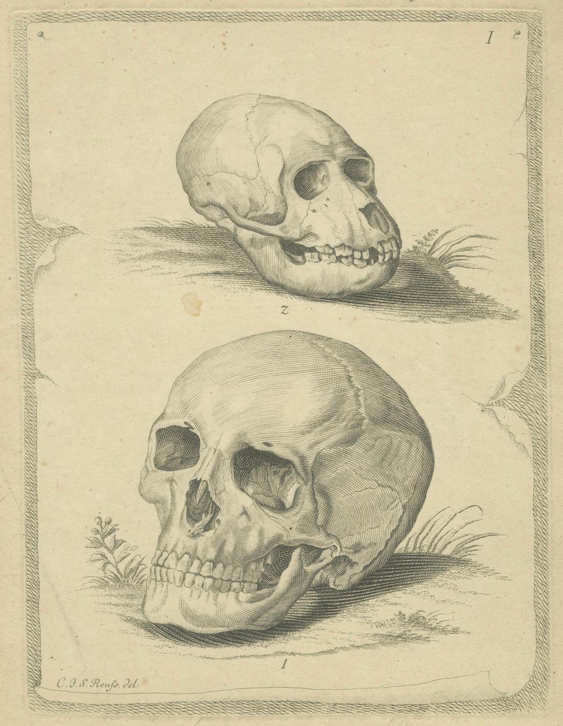 Engraved Antique Illustration of Two Skulls: Human (Homo Sapiens) and Primate, 1790 For Sale