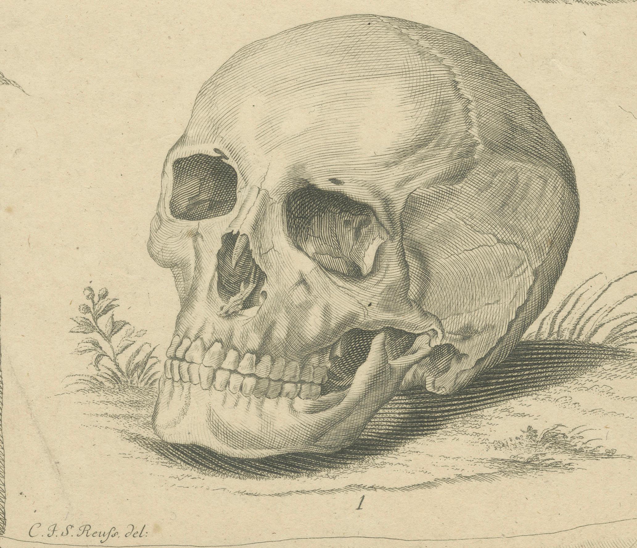 Antique Illustration of Two Skulls: Human (Homo Sapiens) and Primate, 1790 In Fair Condition For Sale In Langweer, NL