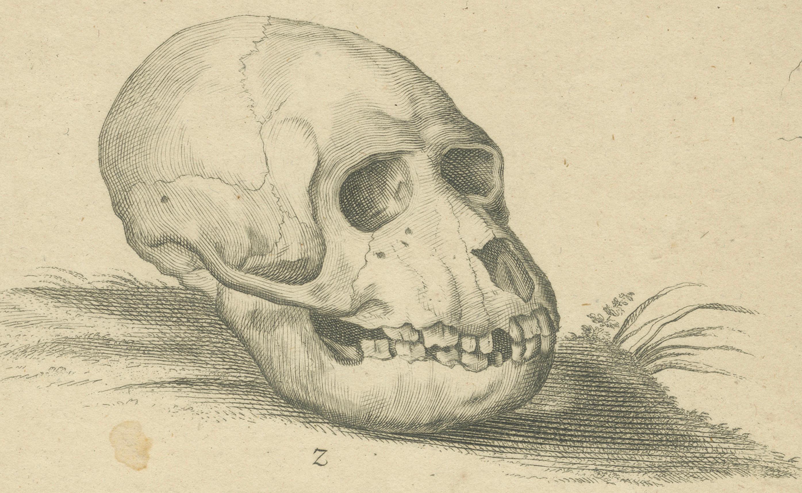 Late 18th Century Antique Illustration of Two Skulls: Human (Homo Sapiens) and Primate, 1790 For Sale