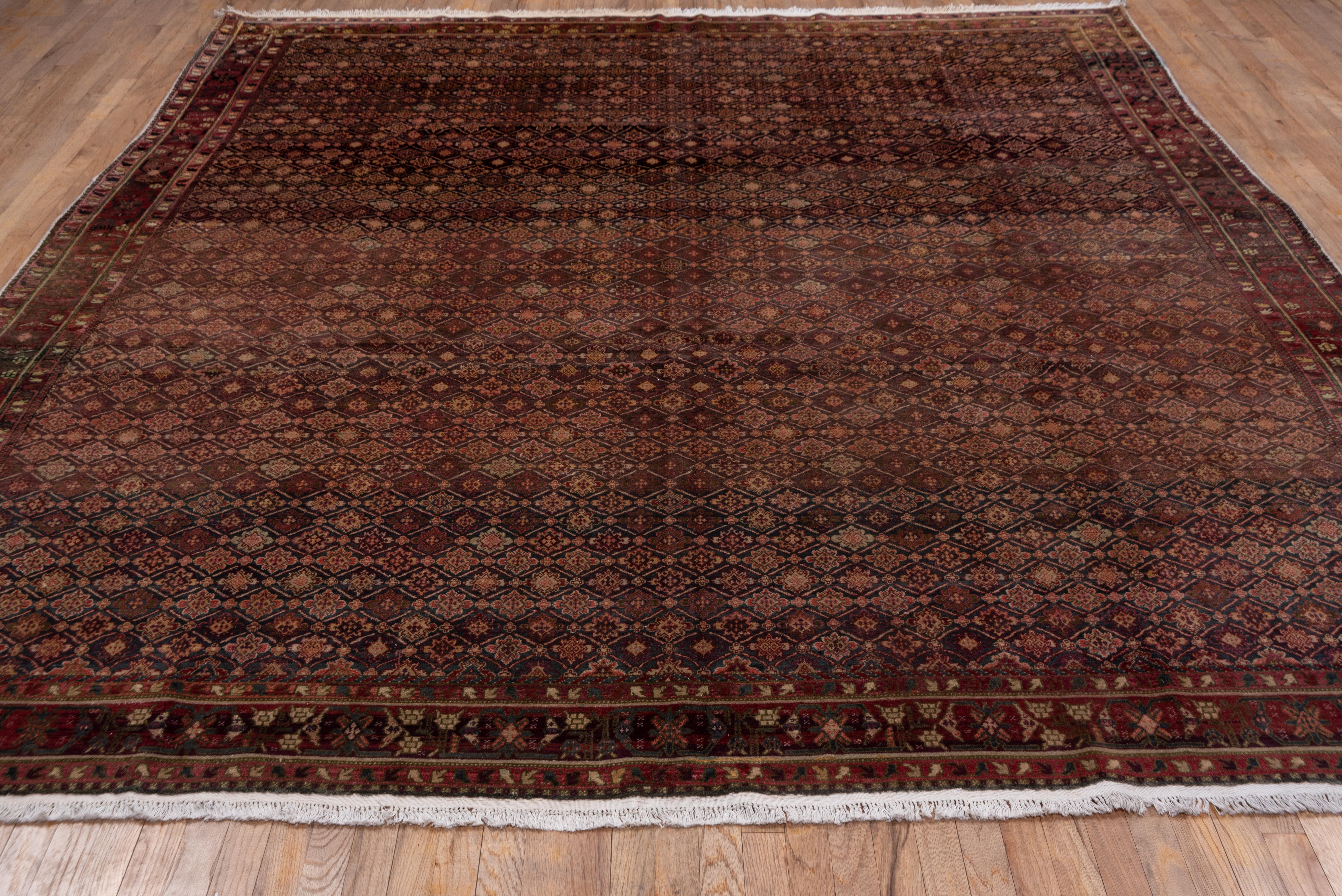 The olive field of this northern Indian, quite finely woven city carpet displays a close Neo-Caucasian lattice design enclosing small octofoil stars. The dark brown border shows a compressed version of the tangerine flower repeat. The tonality is