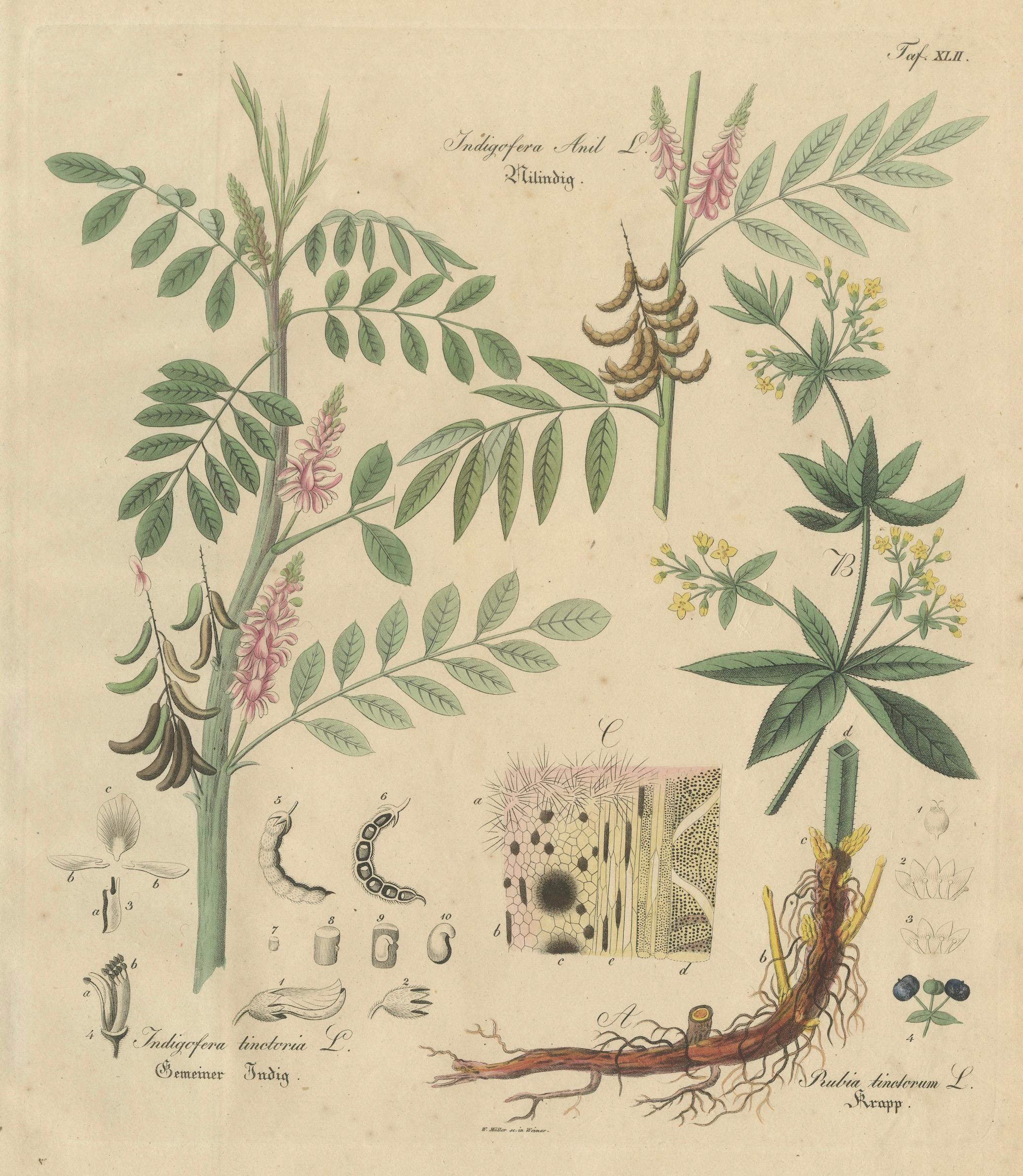 Antique Indigo & Madder Botanical Print, Indigofera & Rubia Tinctorum, c.1831