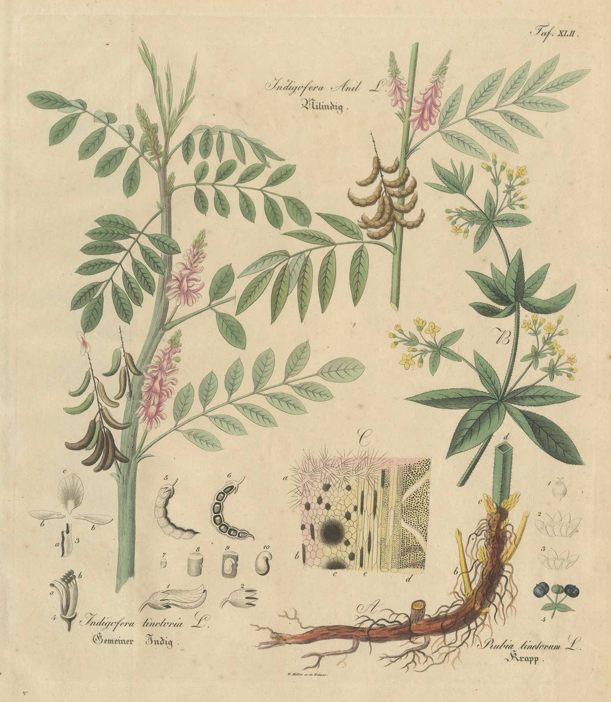Antique Indigo & Madder Botanical Print, Indigofera & Rubia Tinctorum, c.1831