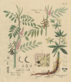 Antique Indigo & Madder Botanical Print, Indigofera & Rubia Tinctorum, c.1831