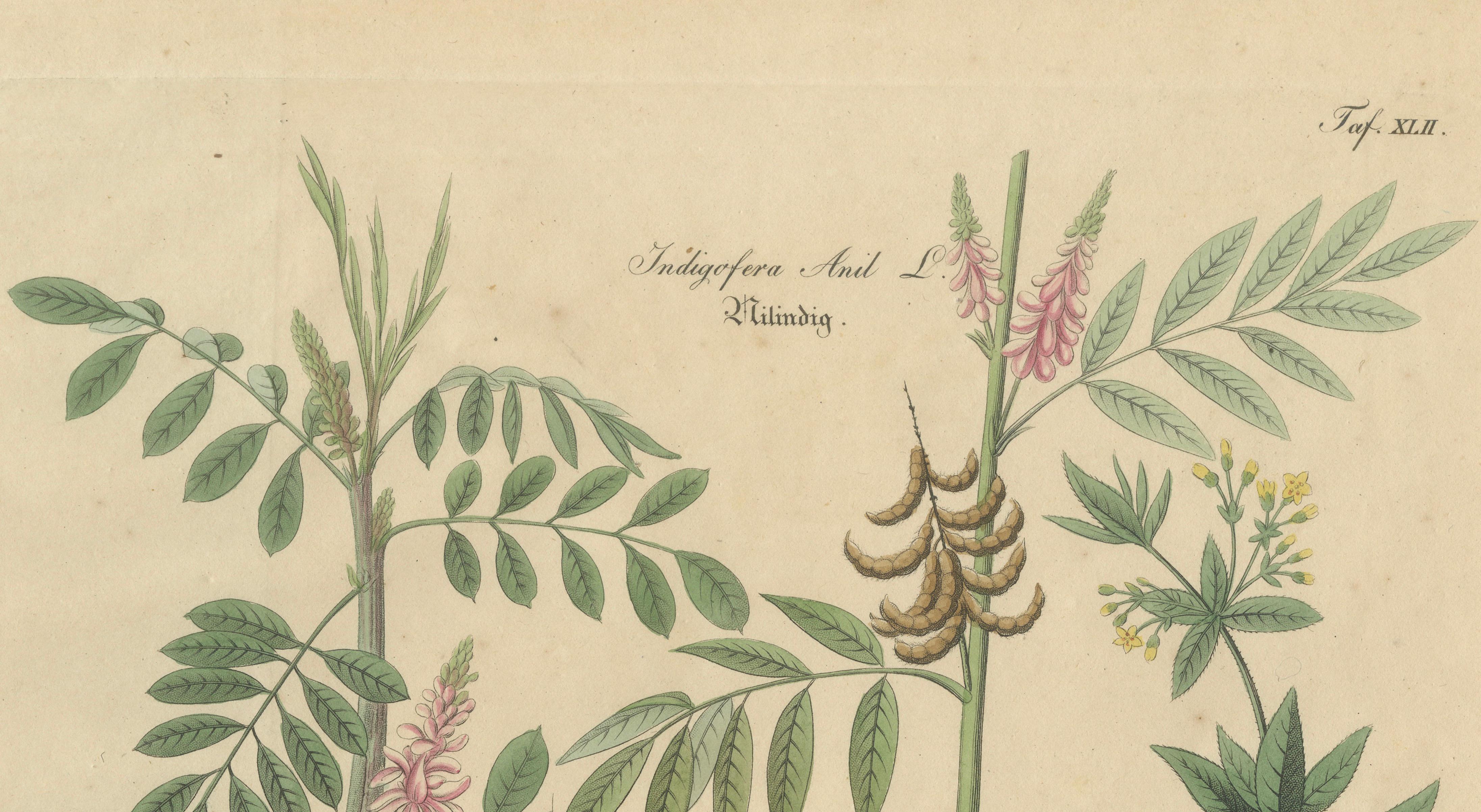 Antique Indigo & Madder Botanical Print, Indigofera & Rubia Tinctorum, c.1831