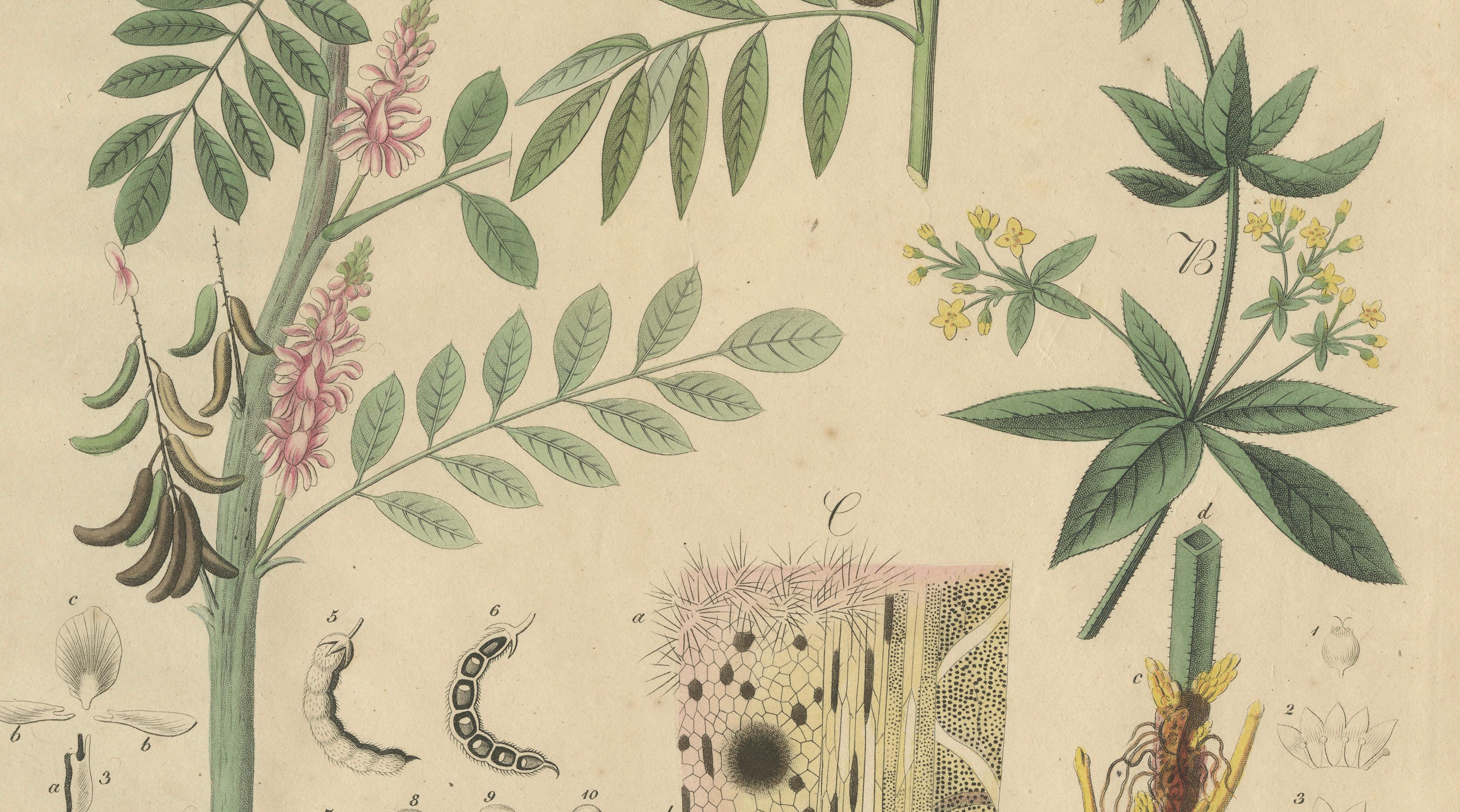 Antique Indigo & Madder Botanical Print, Indigofera & Rubia Tinctorum, c.1831