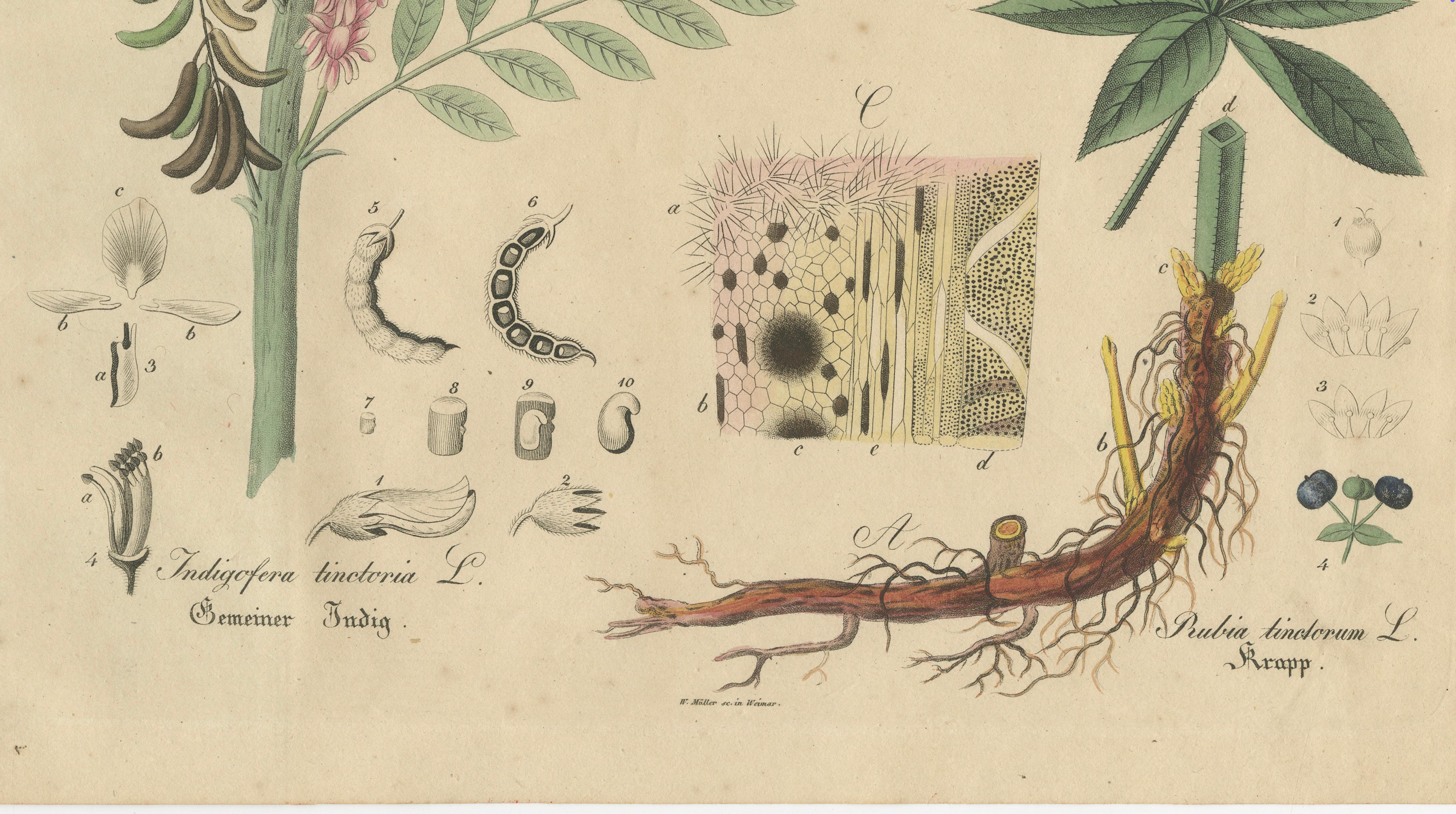 Antique Indigo & Madder Botanical Print, Indigofera & Rubia Tinctorum, c.1831