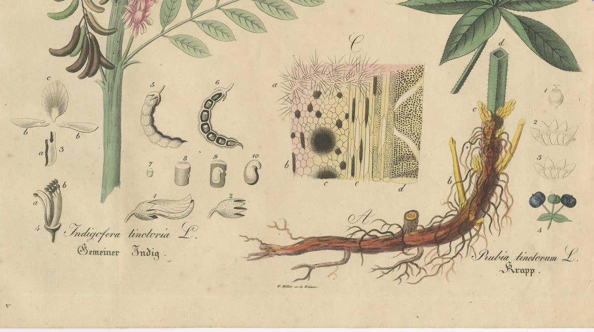 Antique Indigo & Madder Botanical Print, Indigofera & Rubia Tinctorum, c.1831