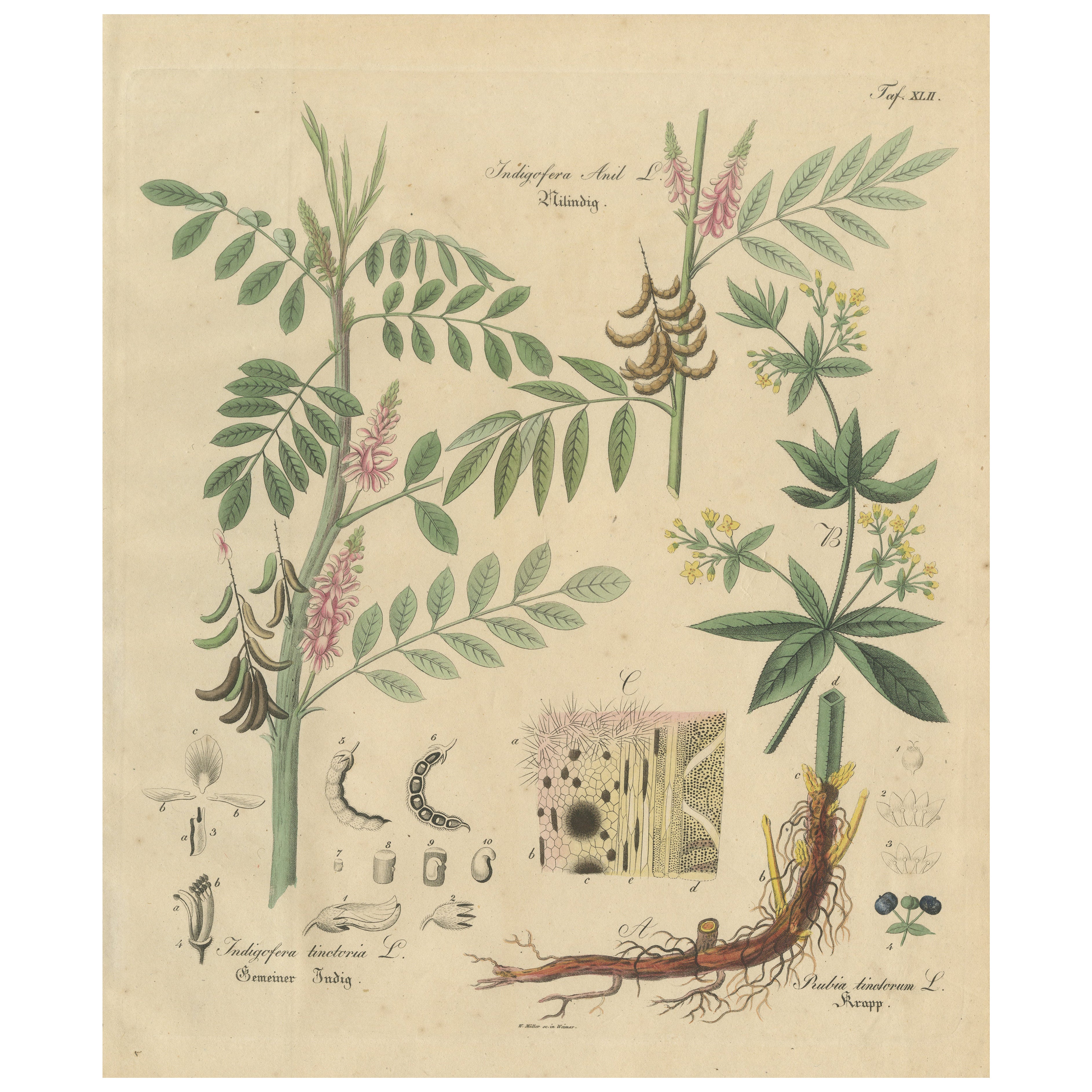 Antique Indigo 
Madder Botanical Print, Indigofera 
Rubia Tinctorum, c.1831 For Sale