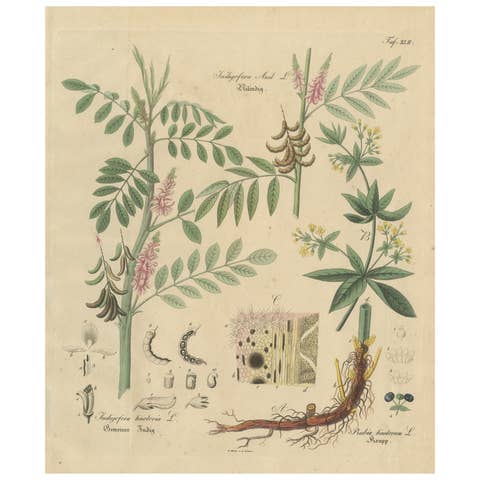 Antique Indigo & Madder Botanical Print, Indigofera & Rubia Tinctorum, c.1831