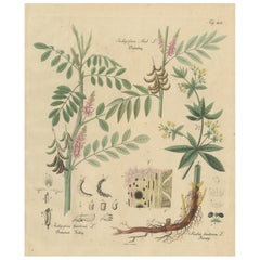 Antique Indigo 
Madder Botanical Print, Indigofera 
Rubia Tinctorum, c.1831