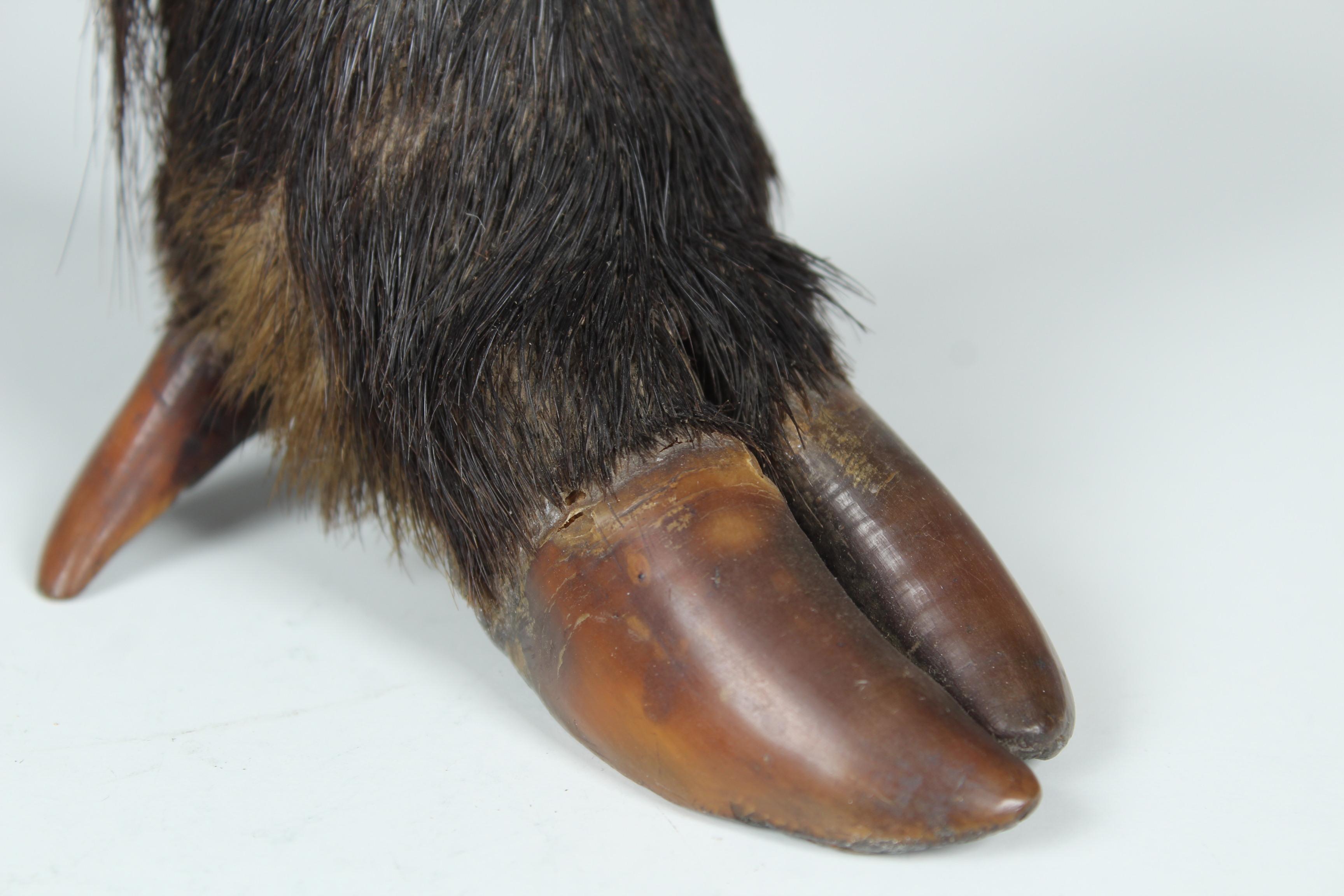 Antique Inkwell, Wild Boar Foot, Late 19th Century For Sale 2