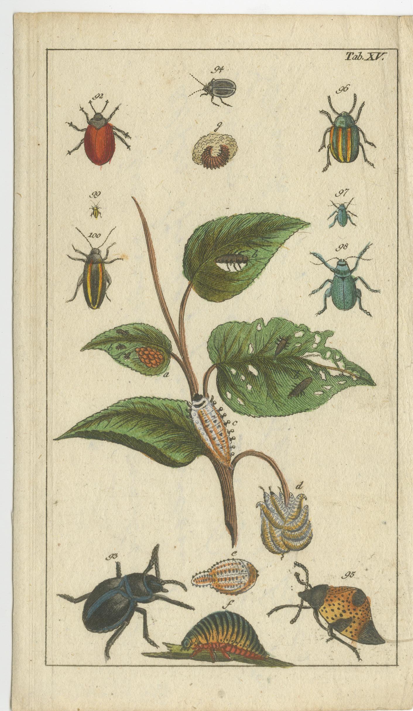 Seltene antike Insektengravuren: Naturhistorisches Trio aus dem 19. Jahrhundert mit leuchtenden Farben  
  
Dieser Satz von drei originalen antiken Stichen stammt aus Gottlieb Tobias Wilhelms berühmten *Unterhaltungen aus der Naturgeschichte*,