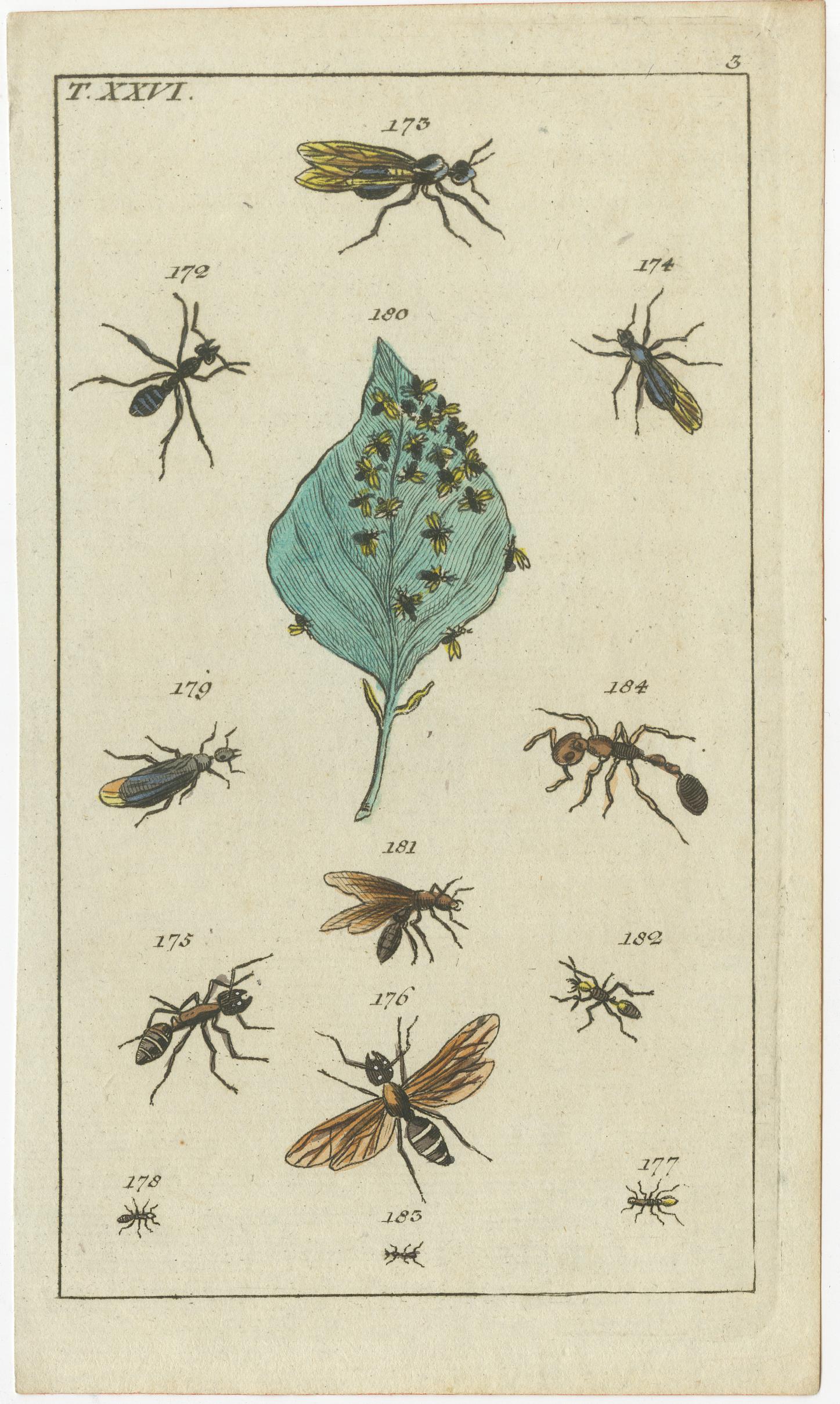 Antike Insektendrucke: Kleine lebhafte Gravuren von Käfern, Blättern und Blumen, 1832 (Mittleres 19. Jahrhundert) im Angebot