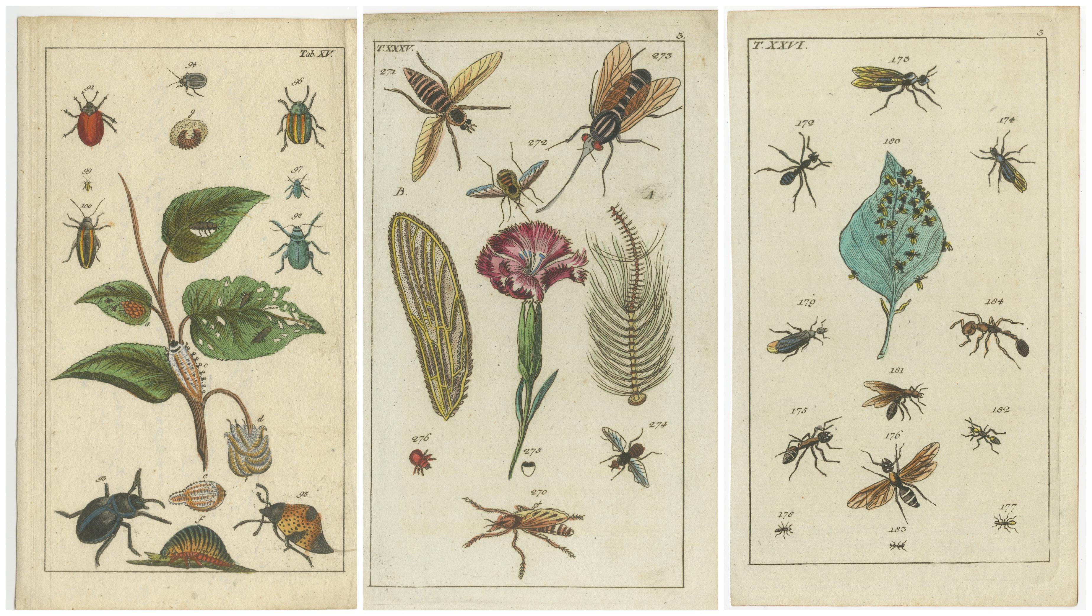 Antike Insektendrucke: Kleine lebhafte Gravuren von Käfern, Blättern und Blumen, 1832 (Papier) im Angebot