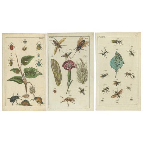 Antique Insect Prints: Small Vibrant Engravings of Bugs, Leaves & Flowers, 1832