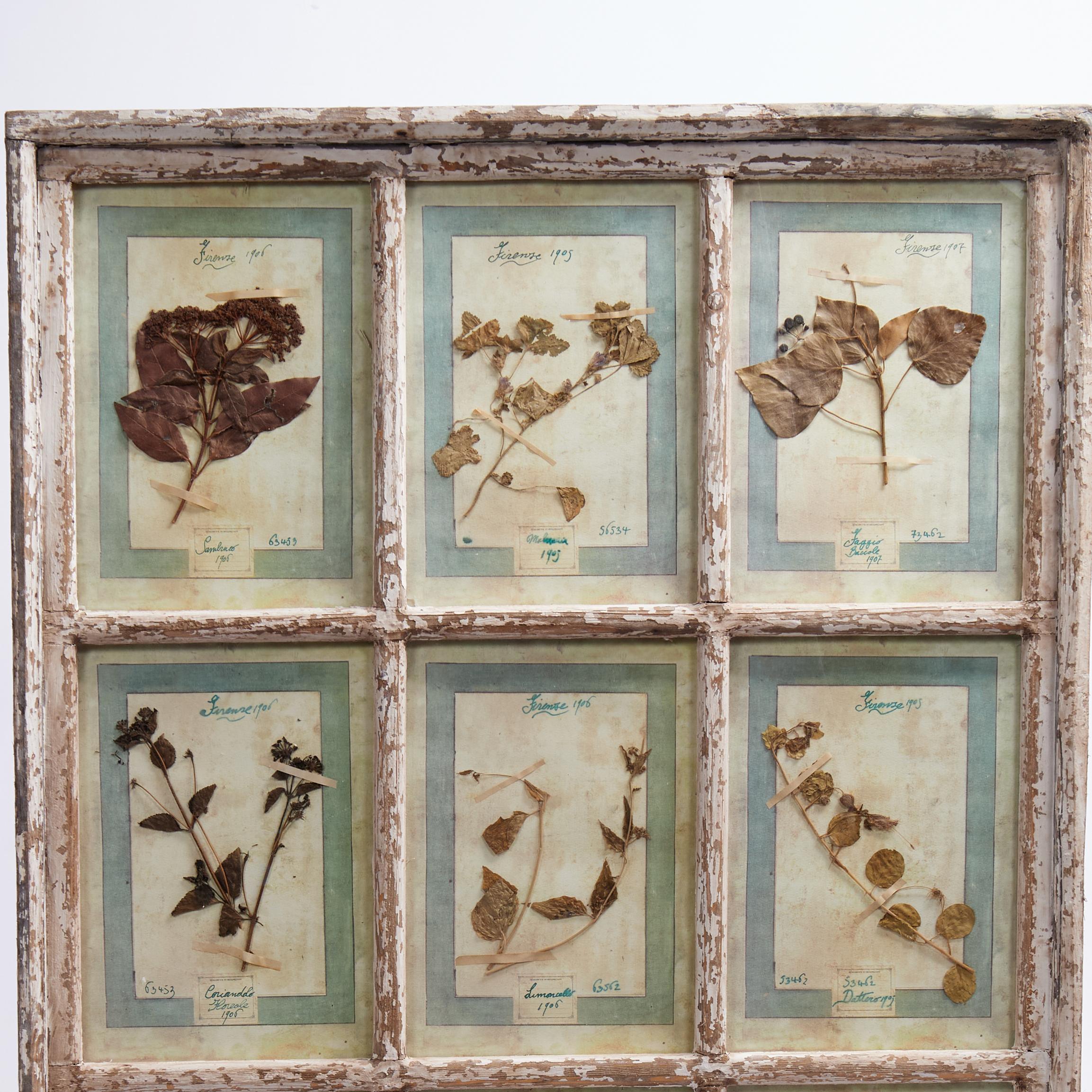 Una meravigliosa collezione di piante botaniche fiorentine raccolte con amore tra il 1905 e il 1907 e presentate sotto vetro in una cornice da vetrina invecchiata con nove pannelli, datati, categorizzati e numerati per la prosperità. 

Come si vede