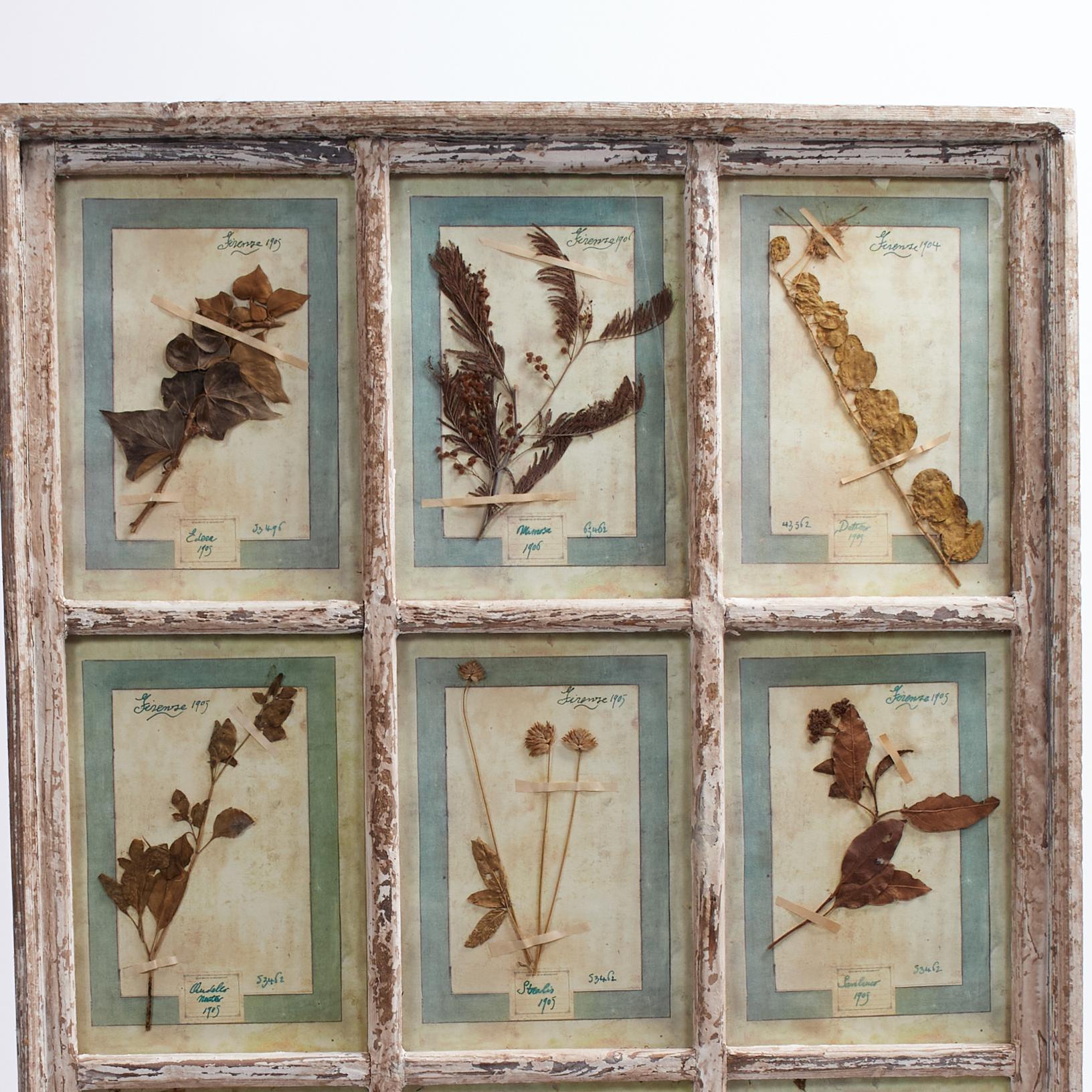 Una meravigliosa collezione di botaniche fiorentine raccolte con amore tra il 1905 e il 1907 e presentate sotto vetro in una cornice da vetrina invecchiata con nove pannelli, datati, categorizzati e numerati per la prosperità. 

Come si vede