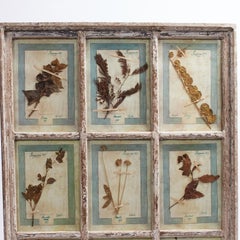 Antique Italian Botanical Collection in a Window Frame