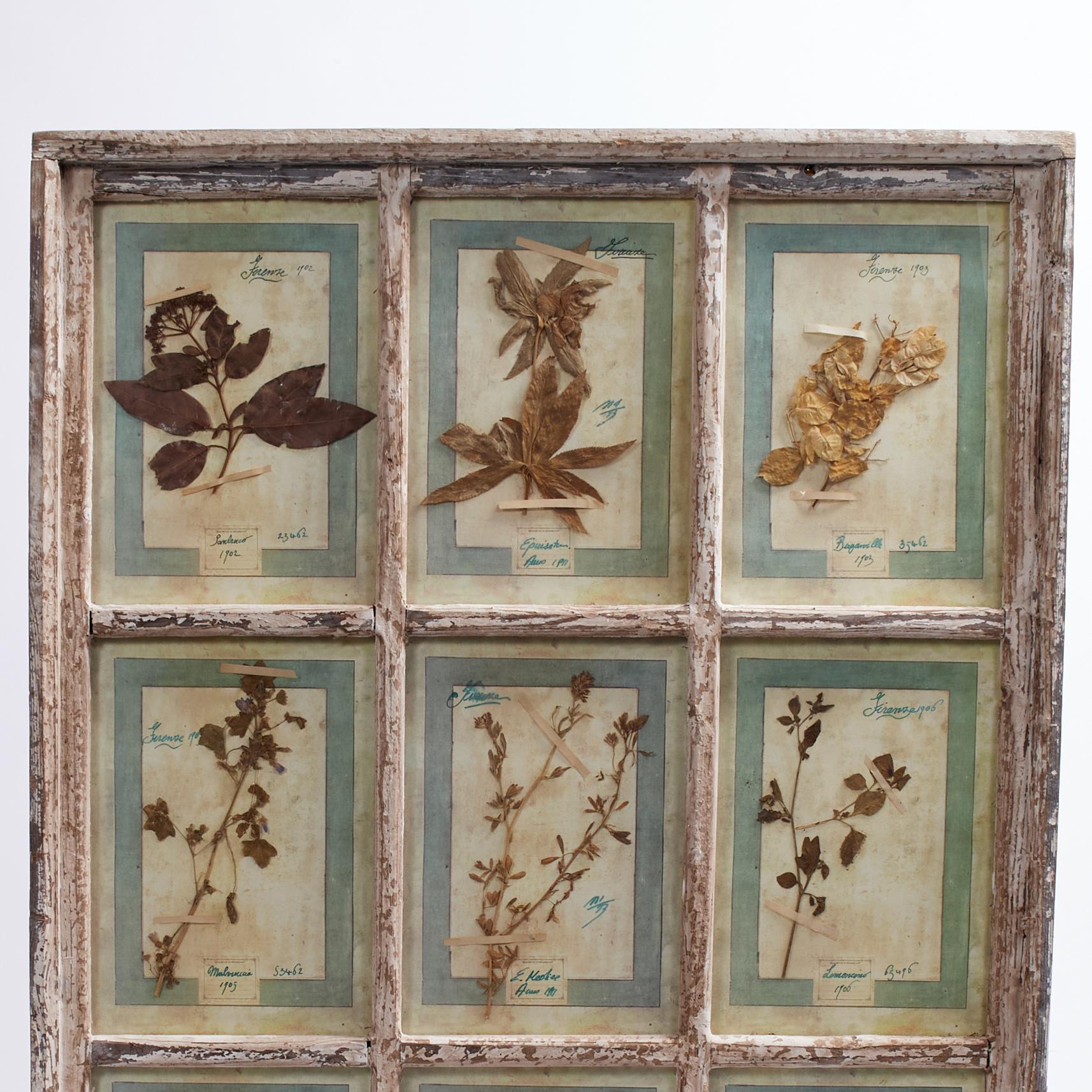 Una meravigliosa collezione di botaniche fiorentine raccolte con amore tra il 1905 e il 1907 e presentate sotto vetro in una cornice da vetrina invecchiata con nove pannelli, datati, categorizzati e numerati per la prosperità. 

Come si vede