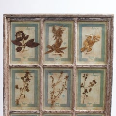 Antique Italian Botanical Collection in a Window Frame
