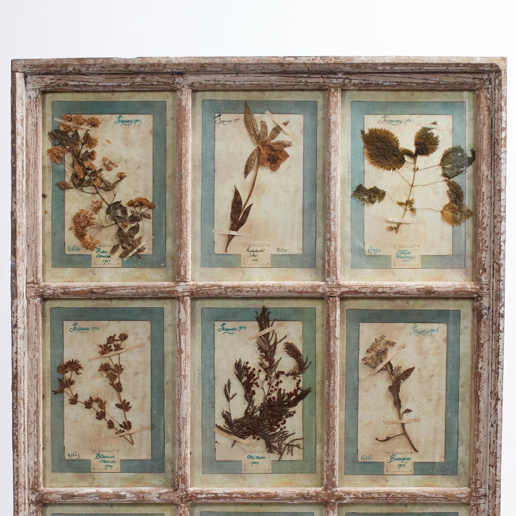 Una meravigliosa collezione di botaniche fiorentine raccolte con amore tra il 1905 e il 1907 e presentate sotto vetro in una cornice da vetrina invecchiata con nove pannelli, datati, categorizzati e numerati per la prosperità. 

Come si vede