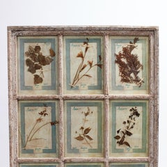 Antike italienische botanische Kollektion in einem Fensterrahmen