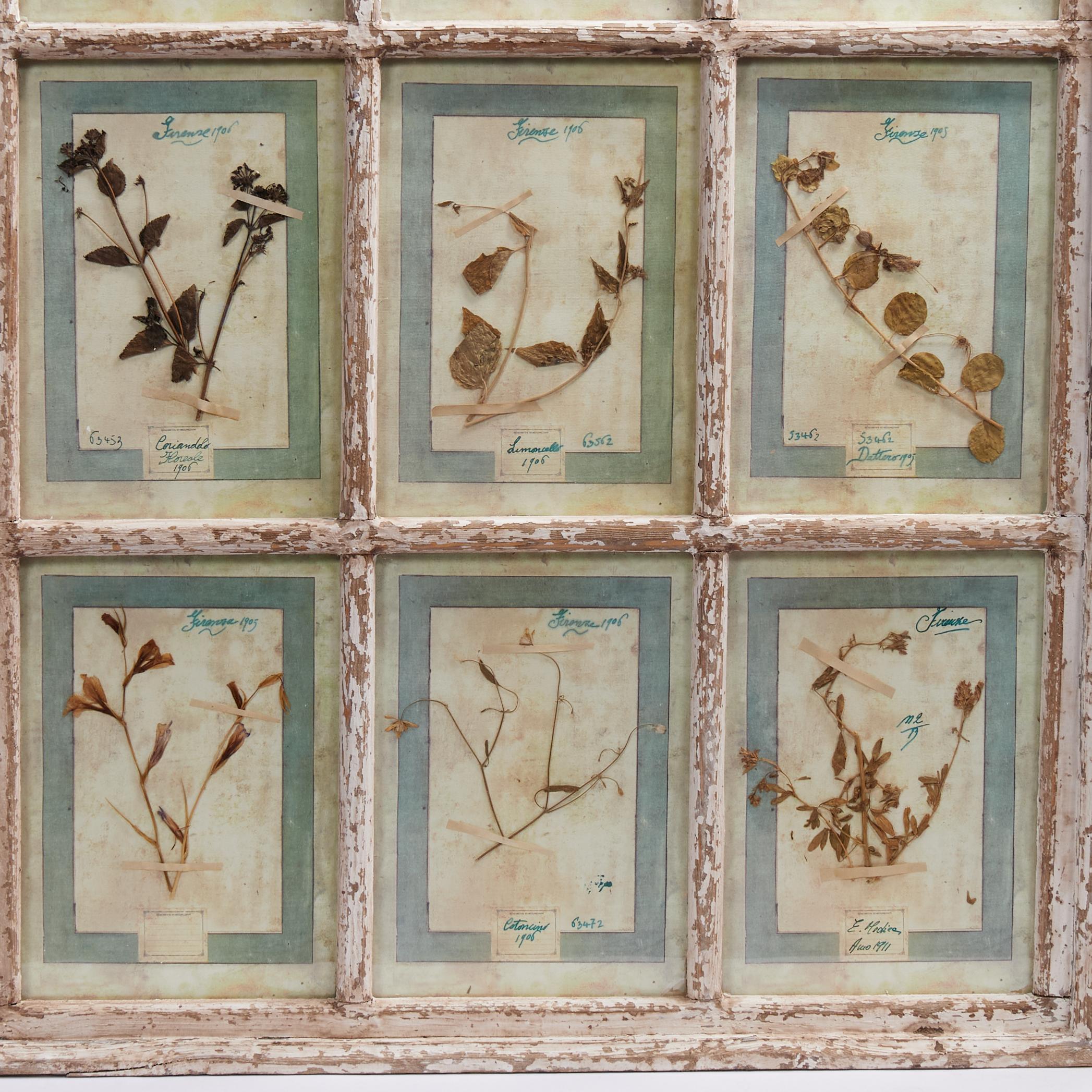 Bohémien Antica collezione botanica italiana in una cornice per finestra in vendita