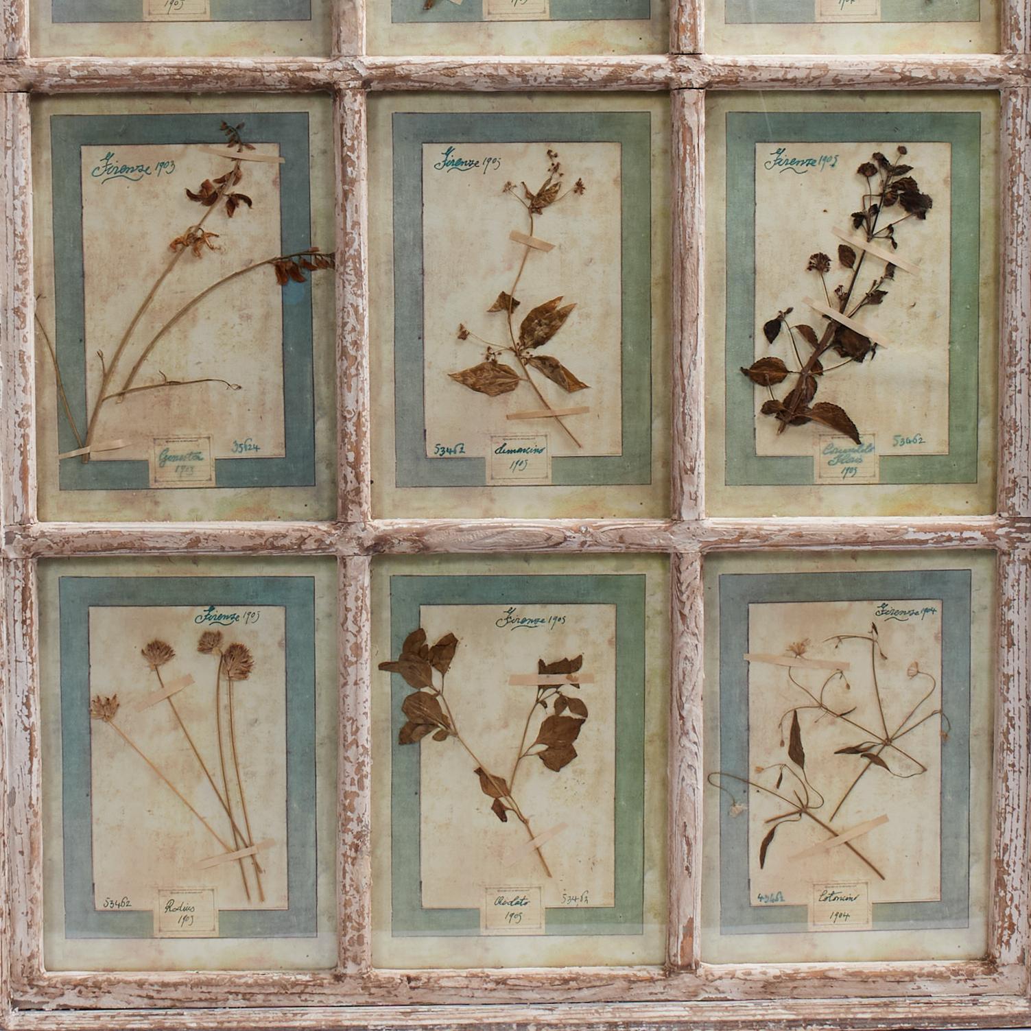Bohémien Antica collezione botanica italiana in una cornice per finestra in vendita