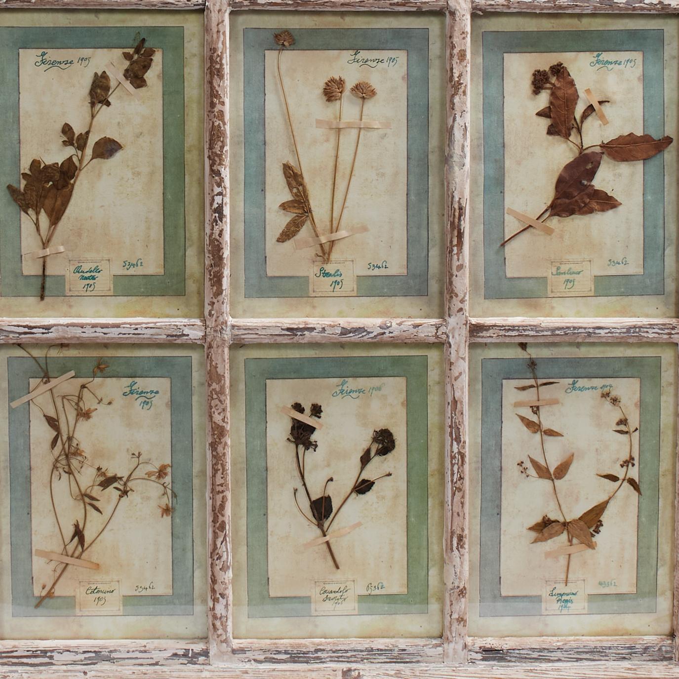 Bohémien Antica collezione botanica italiana in una cornice per finestra in vendita