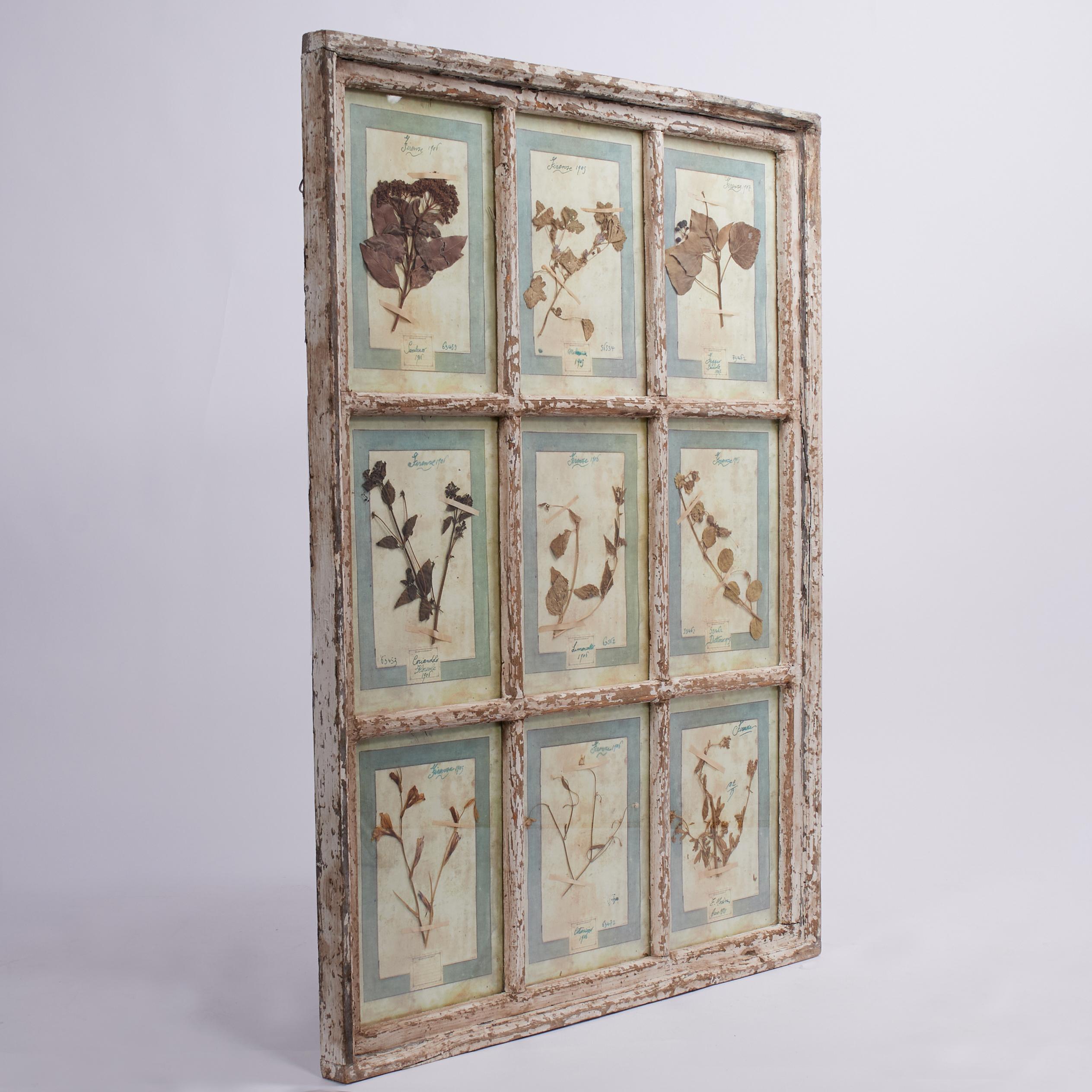 Italiano Antica collezione botanica italiana in una cornice per finestra in vendita