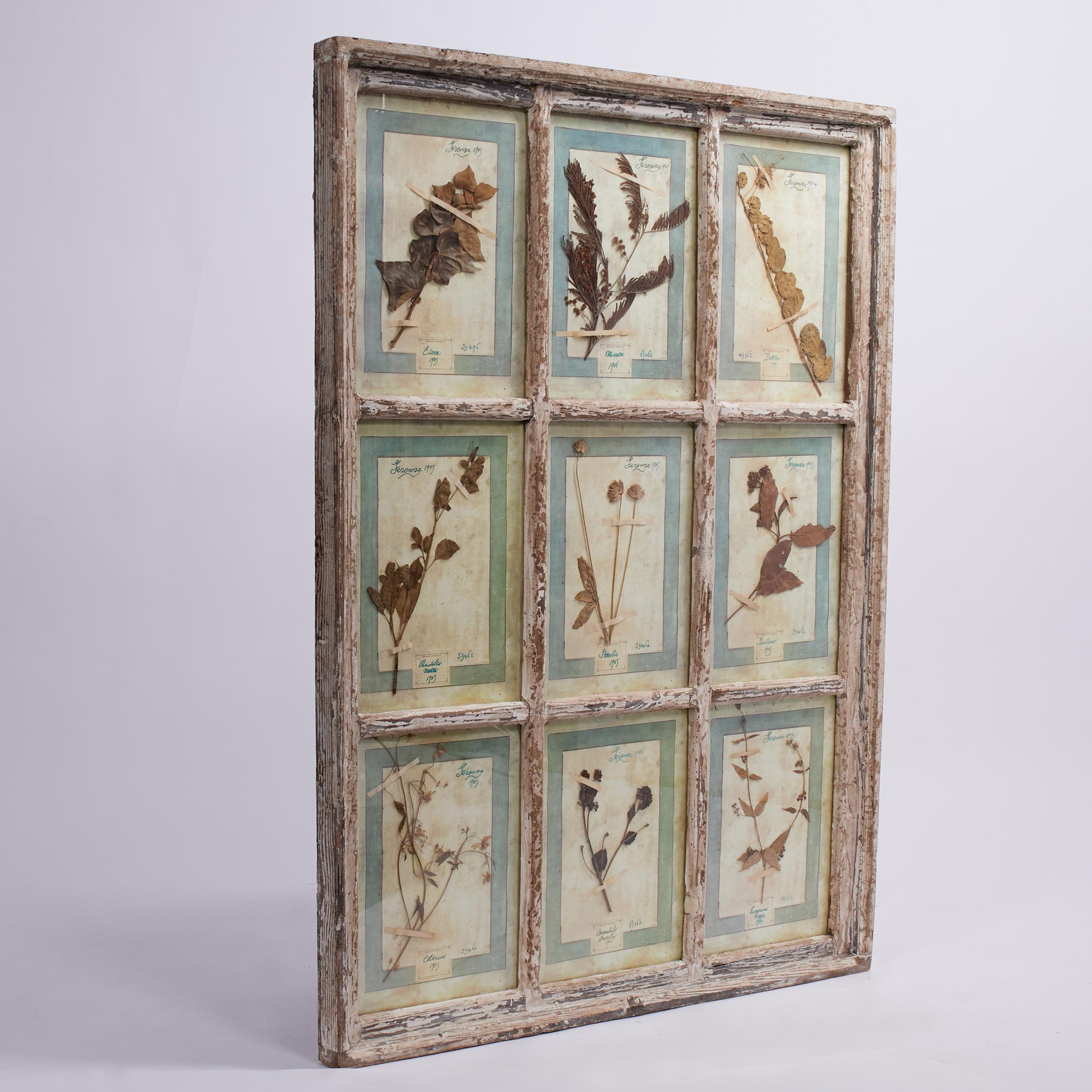 Italiano Antica collezione botanica italiana in una cornice per finestra in vendita