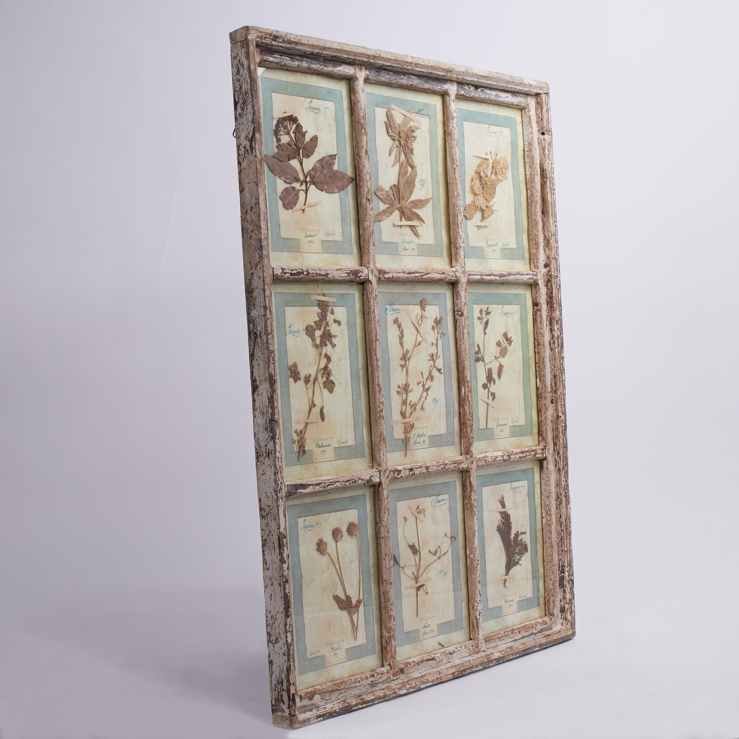 Italiano Antica collezione botanica italiana in una cornice per finestra in vendita